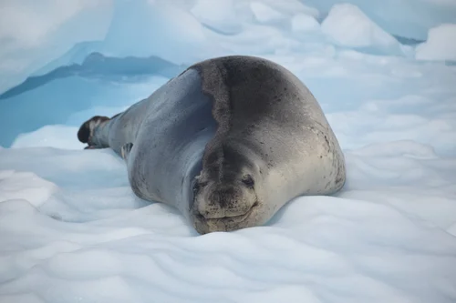 Rhody Today: Leopard seals in focus — KIENLE LAB