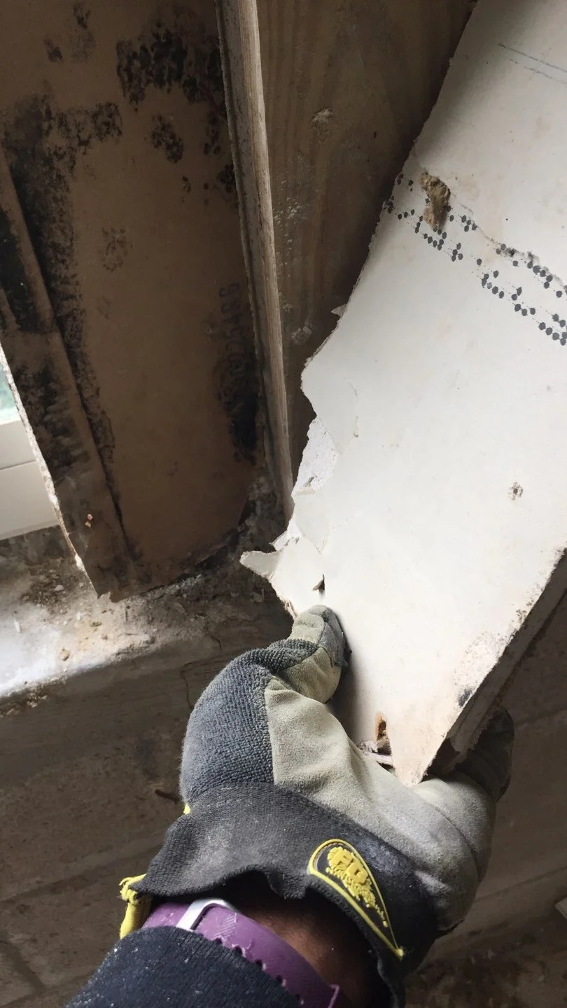 technician inspecting for microbial growth