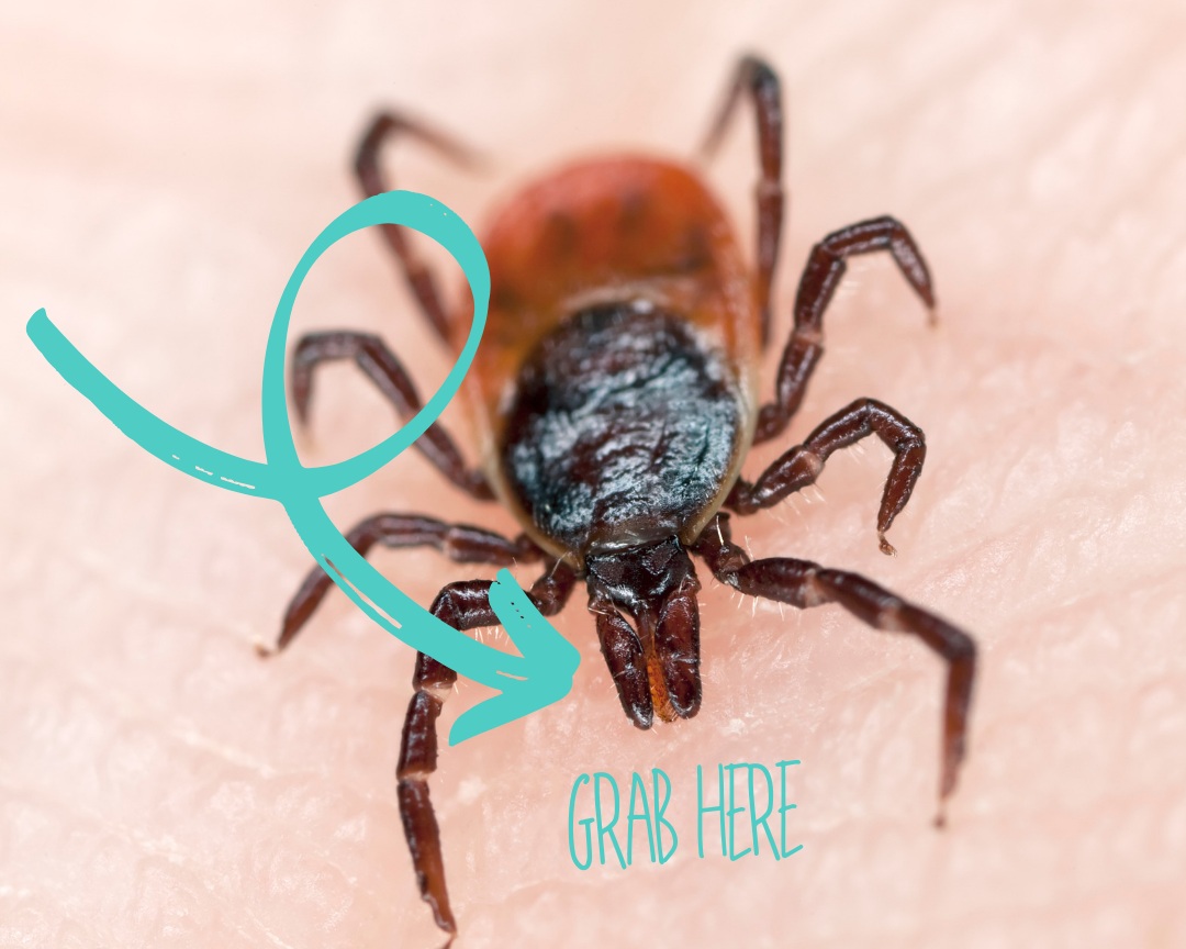 Grab+here+%281%29.jpg