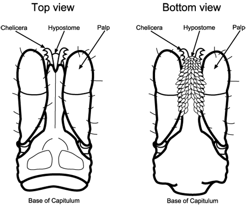 anatomy of tick.gif