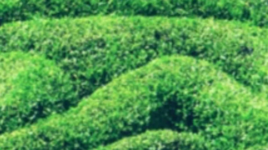 Your Eating Decision Maze (part 2): Setting You Up For Achievable Dietary Resolutions
