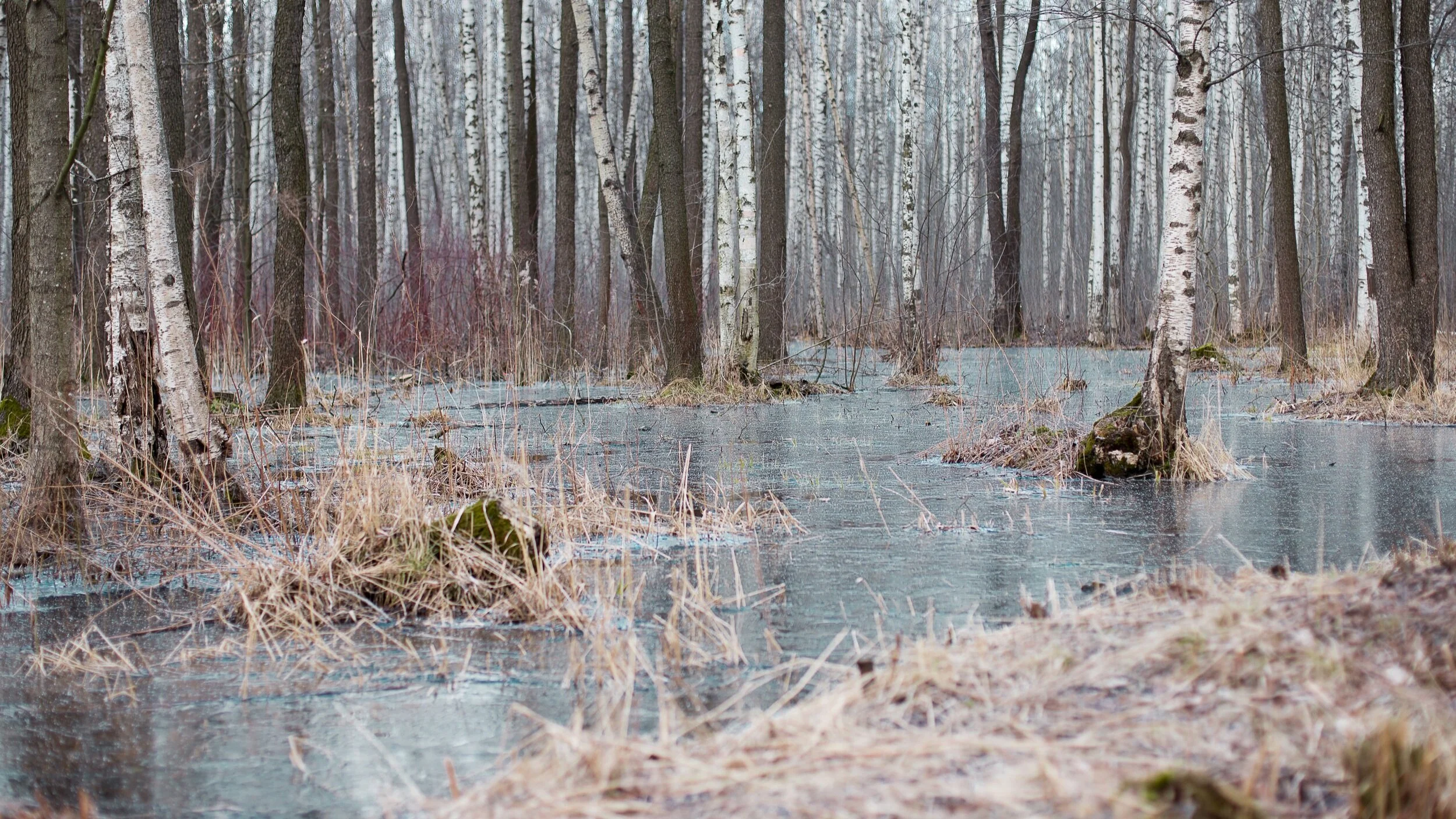 What Is A Food Swamp Byte Wellness