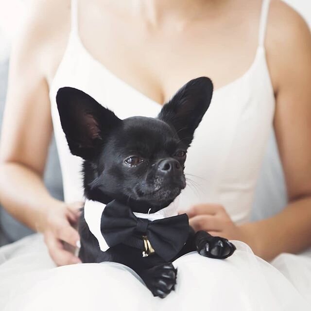 The cutest little ring bearer for your Friday! 💍 ⠀⠀
Captured by Michelle Davies - check out more of her gorgeous work over at @kapitiwedding 📸