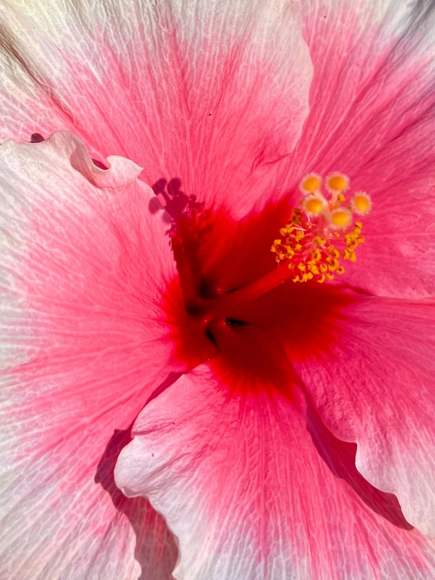 I adore my hibiscus plant