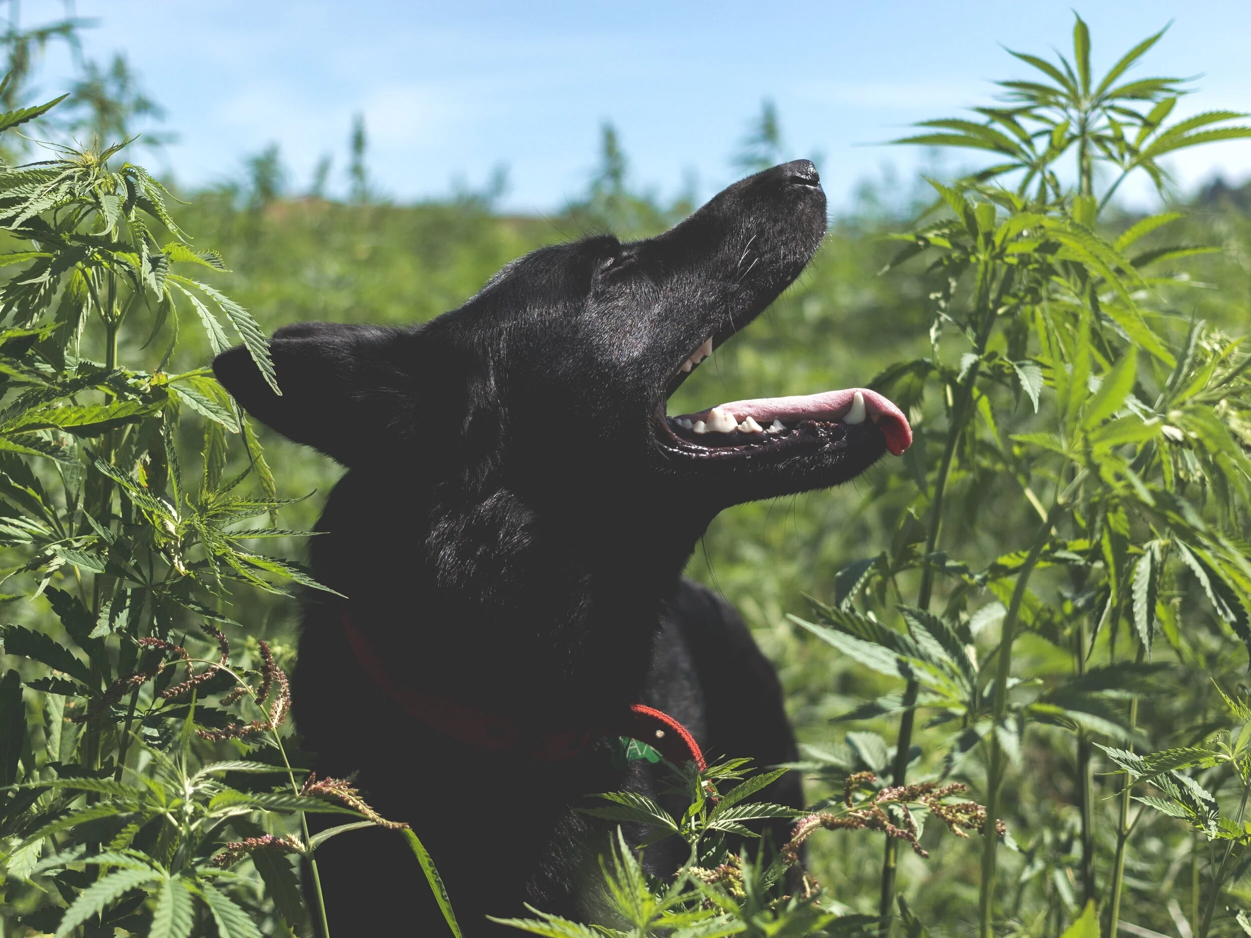 Hemp Connect Official Company Dog Jax showing off his luscious coat