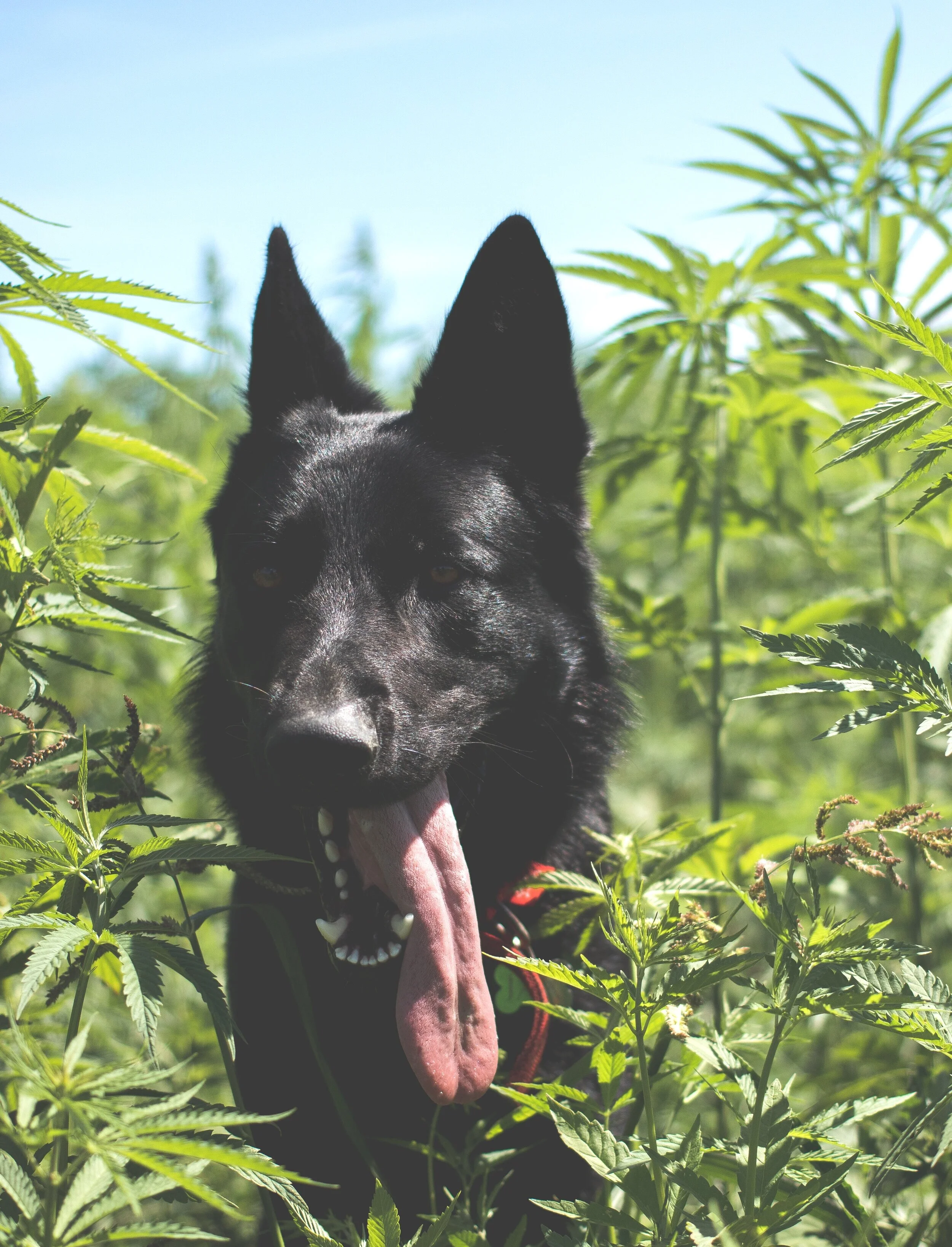Hemp: Food for Animals