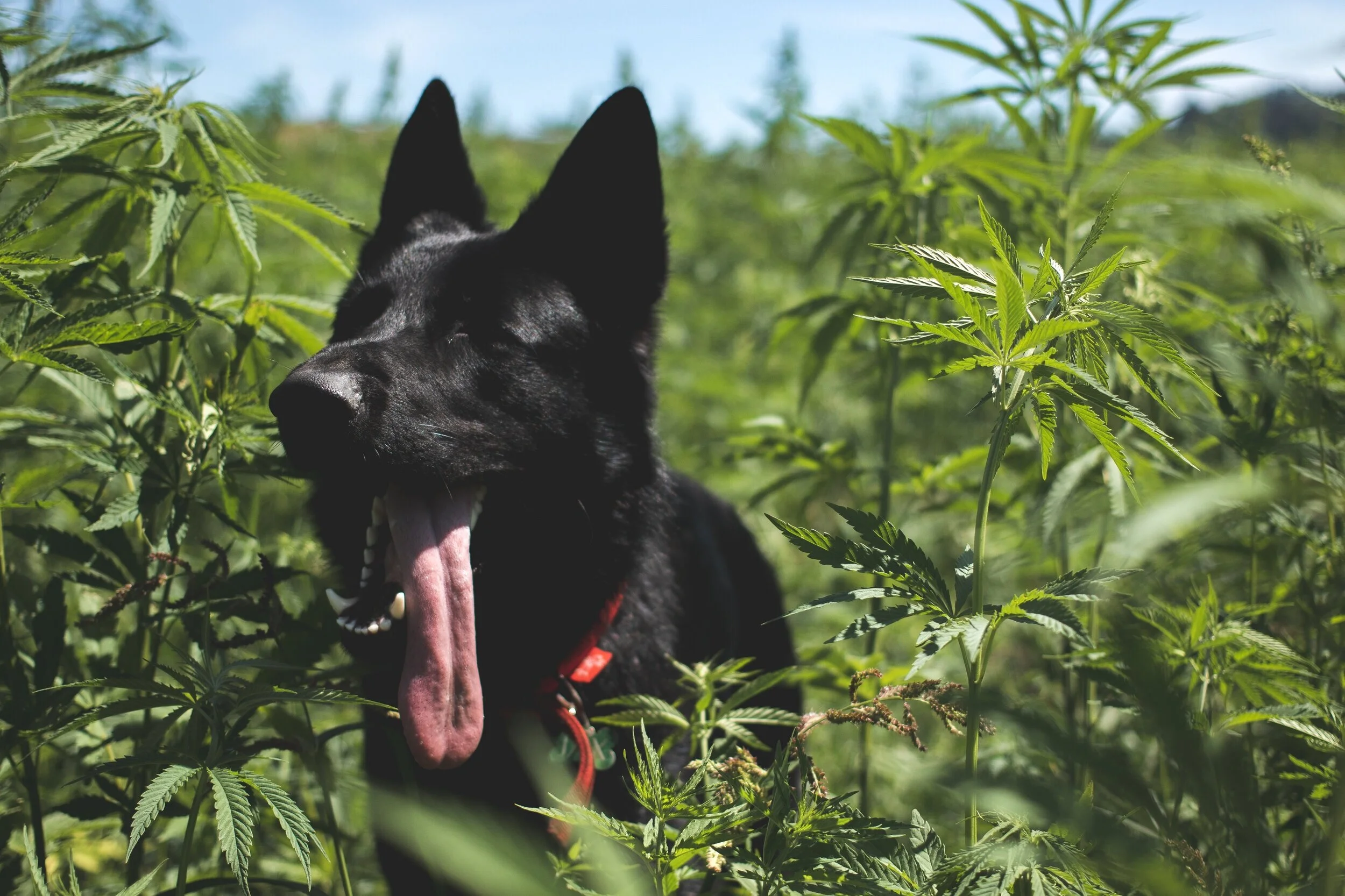 Who Ate All The hemp?