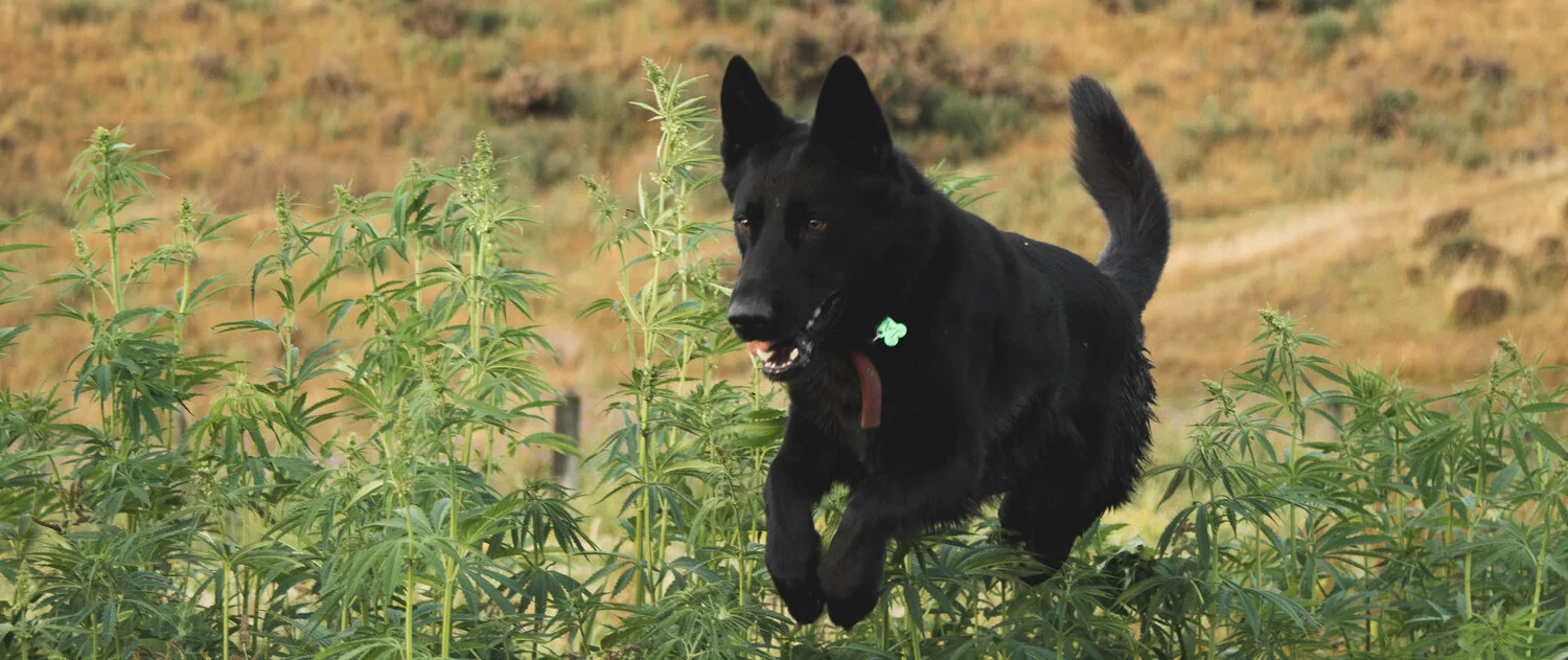 Hemp-Connect-Dog-in-hemp-crop.jpg