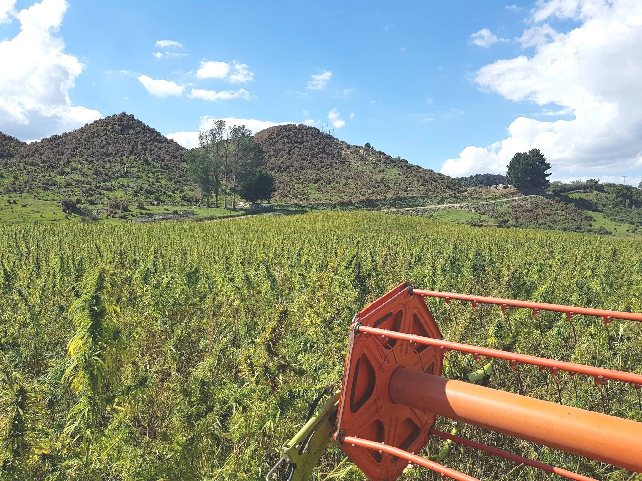 Hemp-crop-harvest-whanganui.jpg
