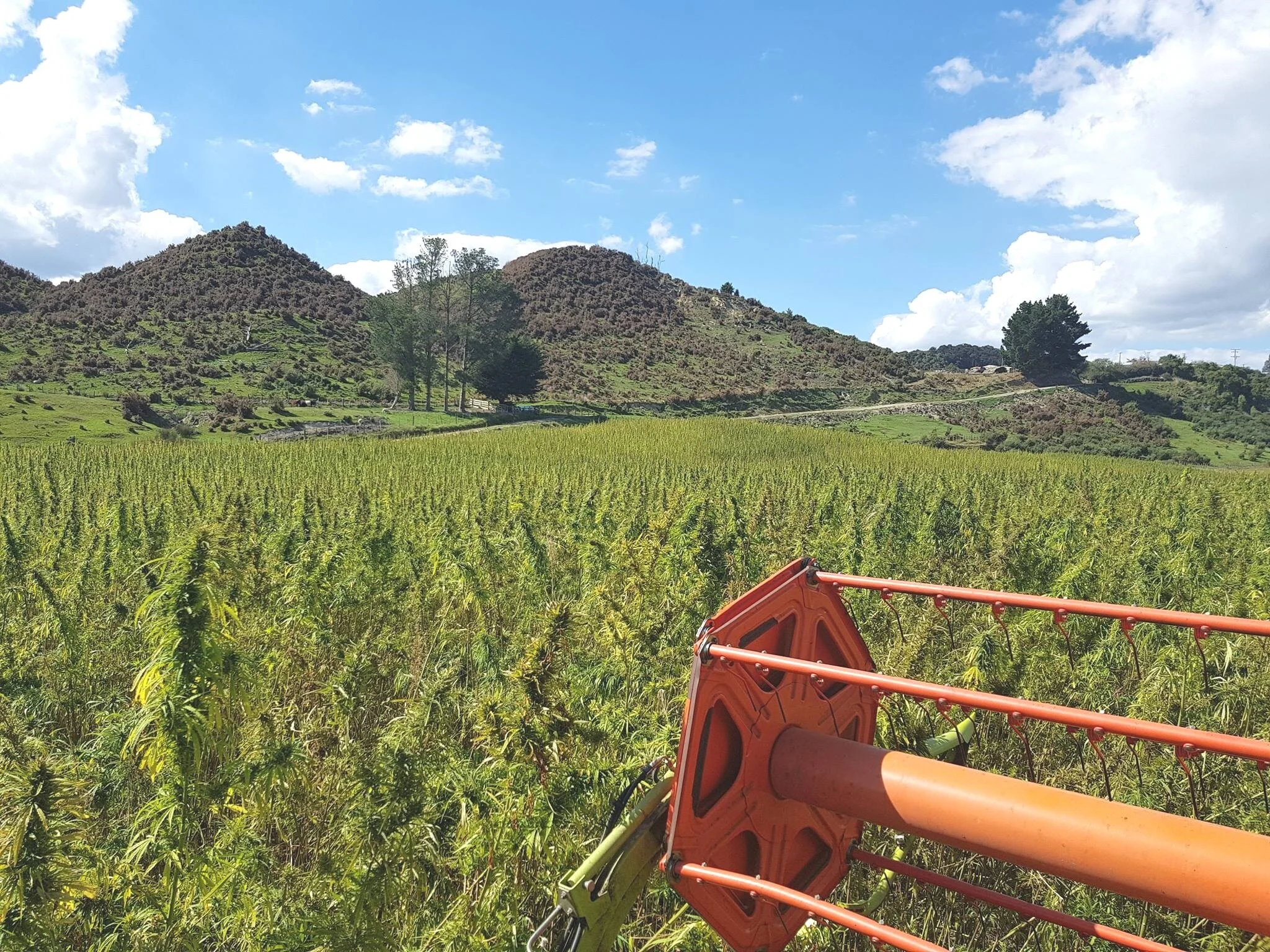 Hemp: The Environmental Benefits