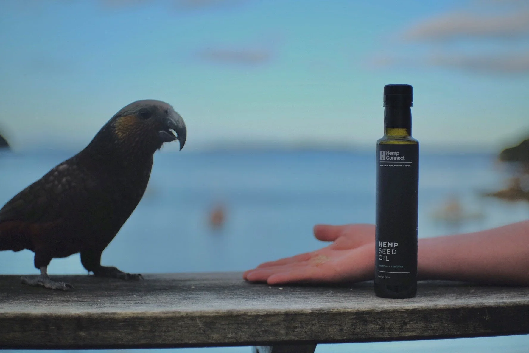 Hemp Seed Oil vs. Fish Oil