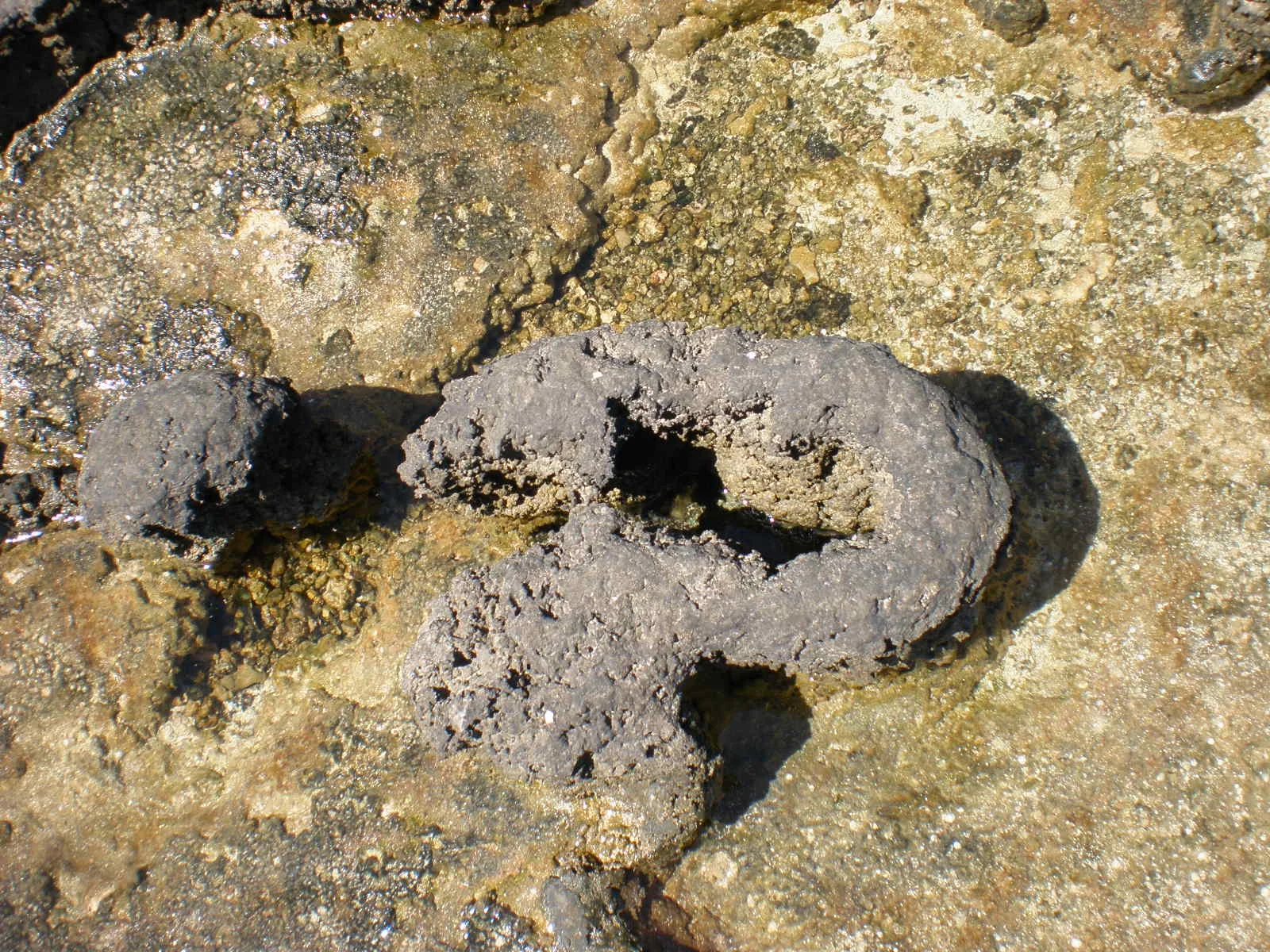 Illuminating microbial dark matter in mats