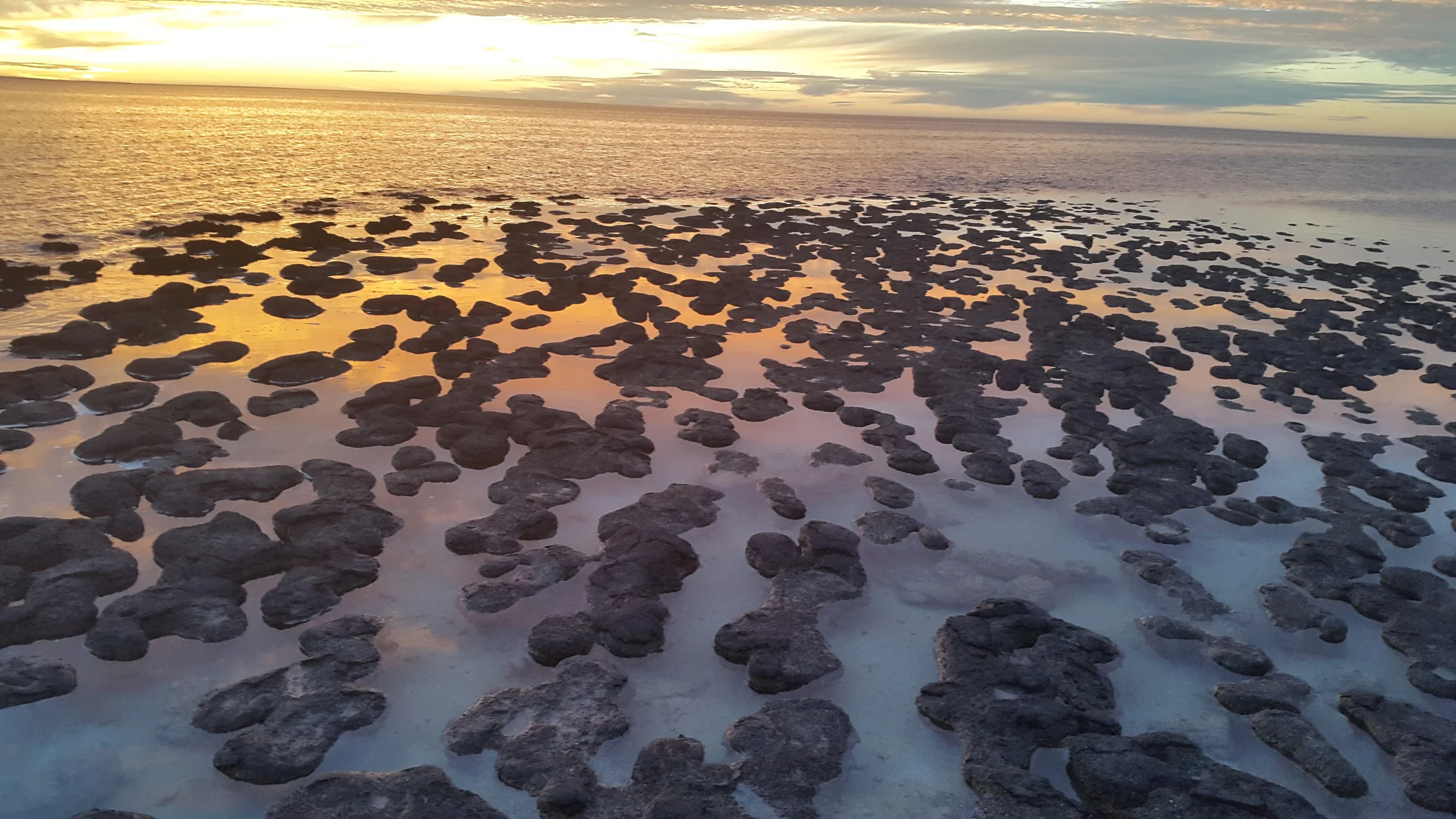 Detecting Biosynthetic Gene Clusters