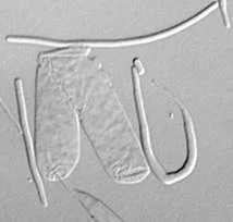 A/Prof Iain Duggin presents: Shapeshifting shenanigans - how microbes adapt their morphology to evade trouble