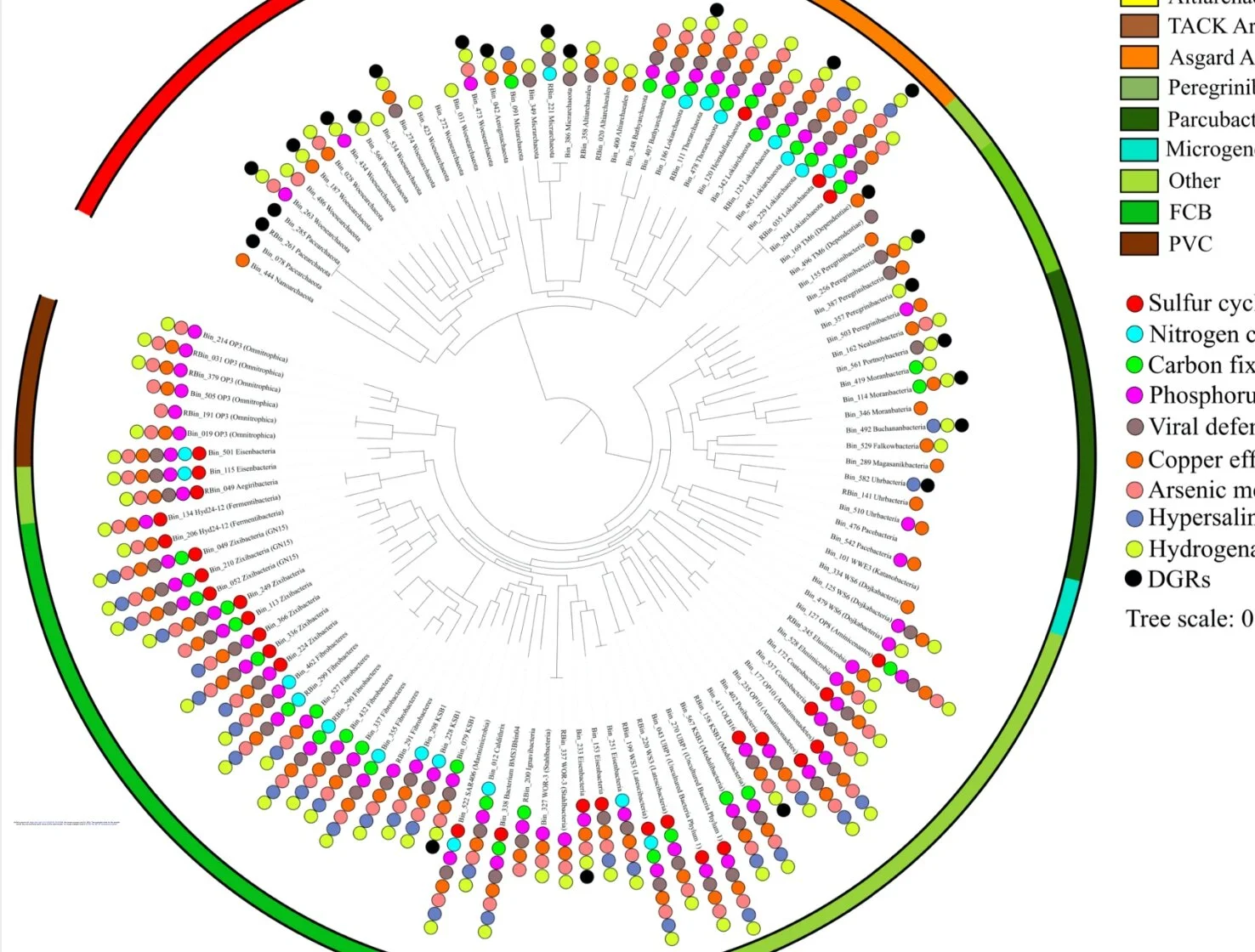 Dark matter filling the niche in Shark Bay mats