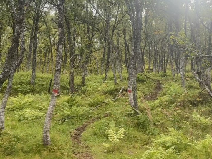 Sommerens h&oslash;ydepunkt &hellip; Dirtn&amp;K&oslash;ntri !! 🤠🚵🏻&zwj;♂️🔥 vi gleder oss! Allerede rekordmange p&aring;meldte ! Bli med du ogs&aring; #dirtnk&oslash;ntri 
Meld deg p&aring;: 
www.ofotenfjellsportsklubb.no/kjeldebotn-dirtnkountri-