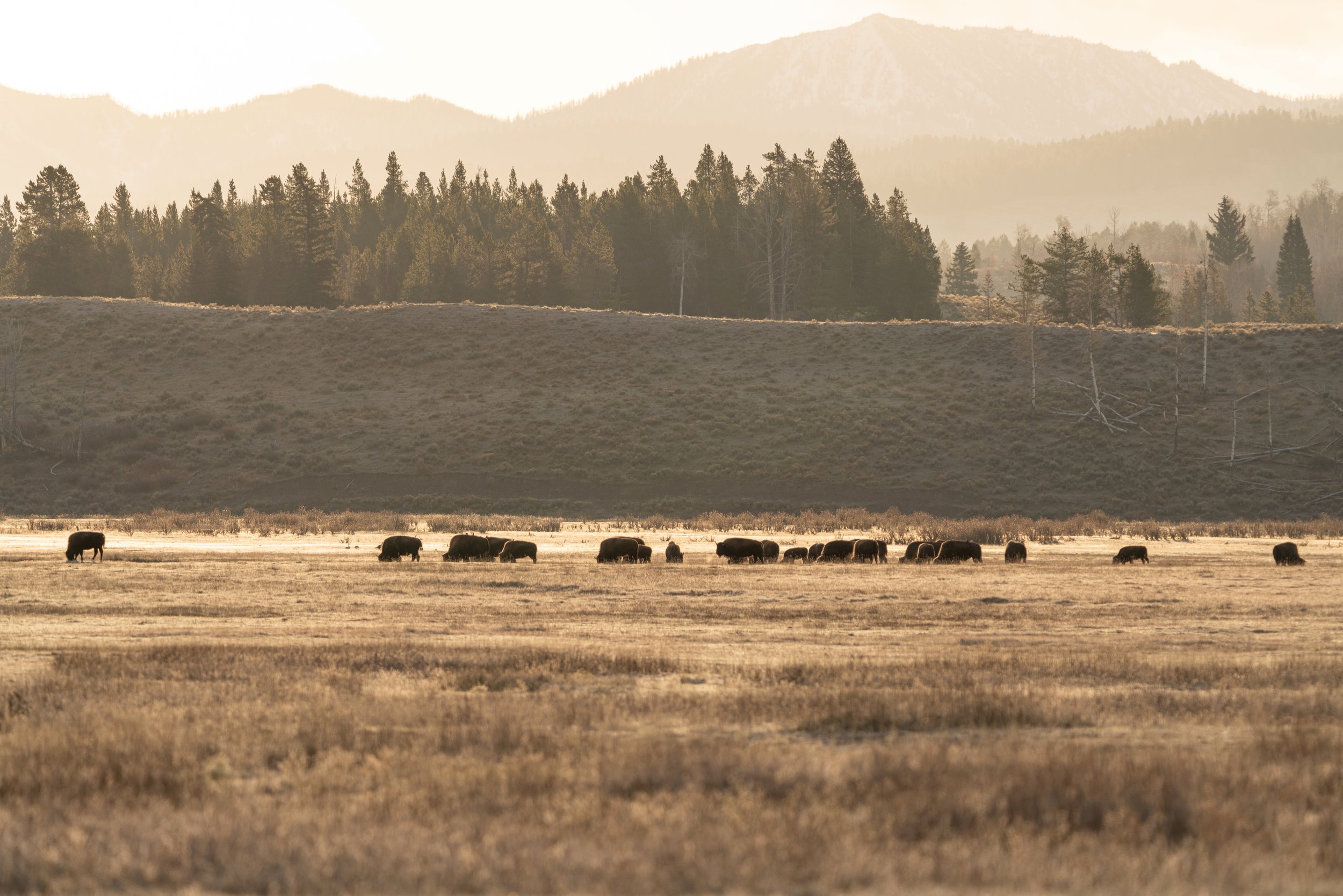 Open Plains