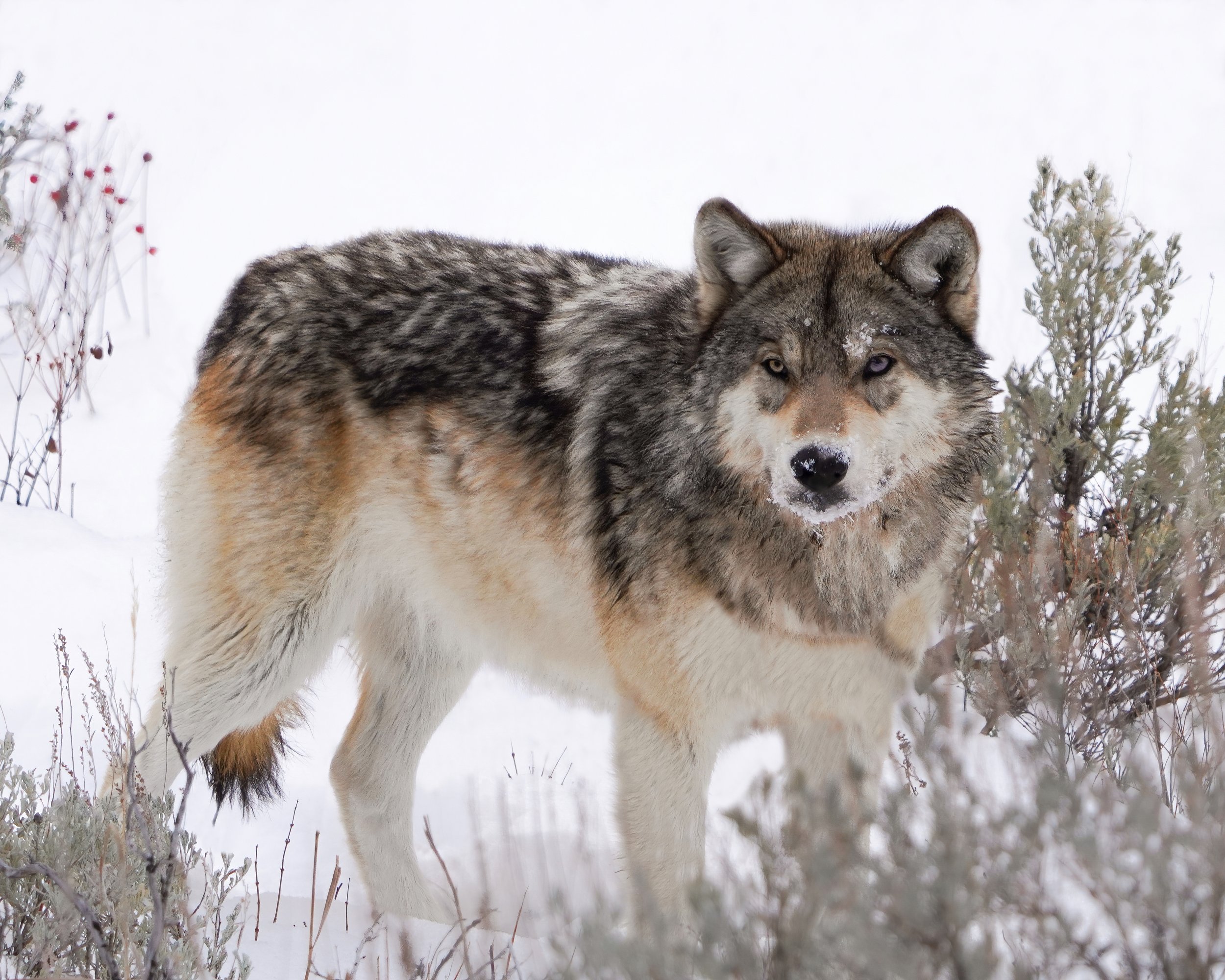 Wapiti Wolf