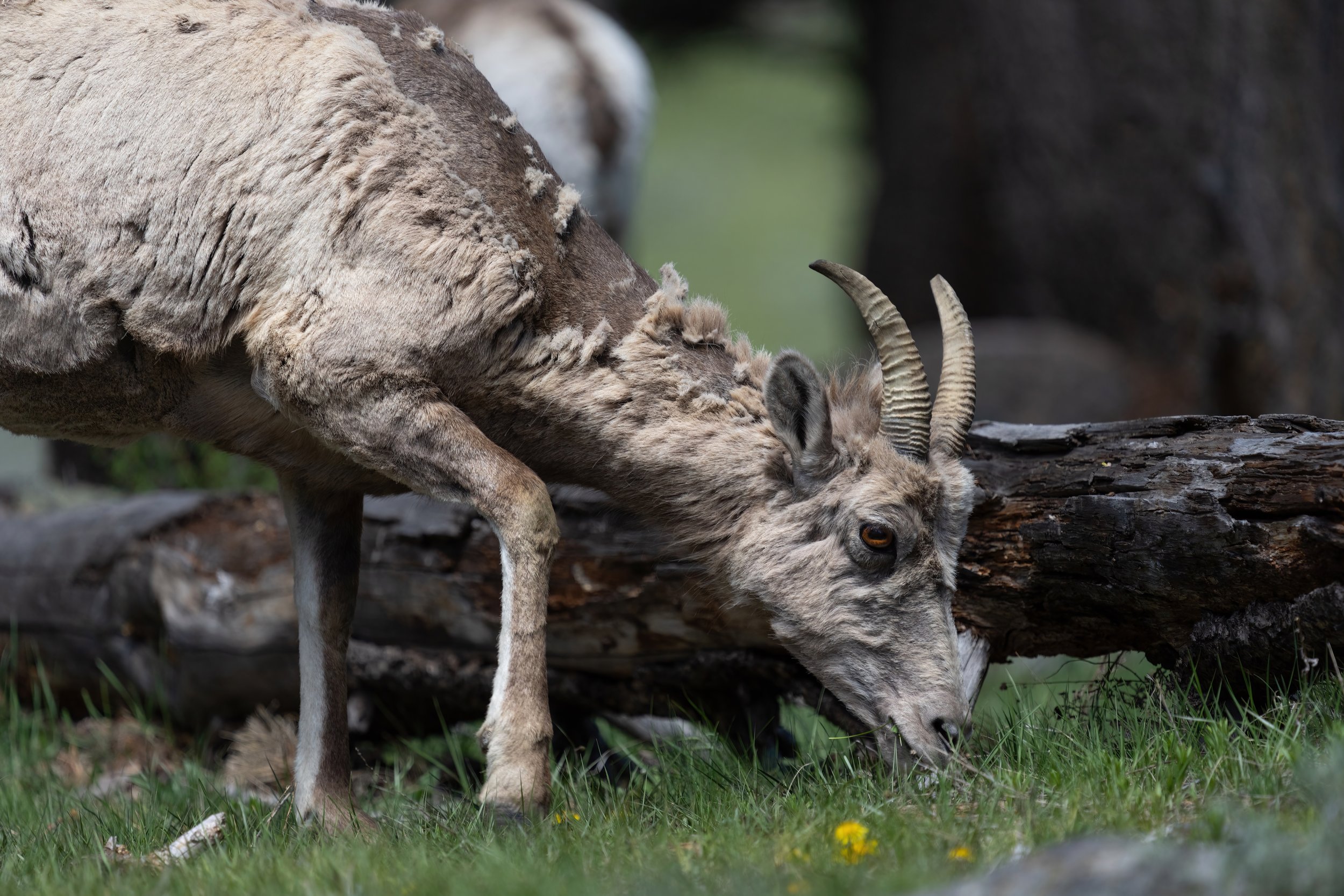 Sheep Mower