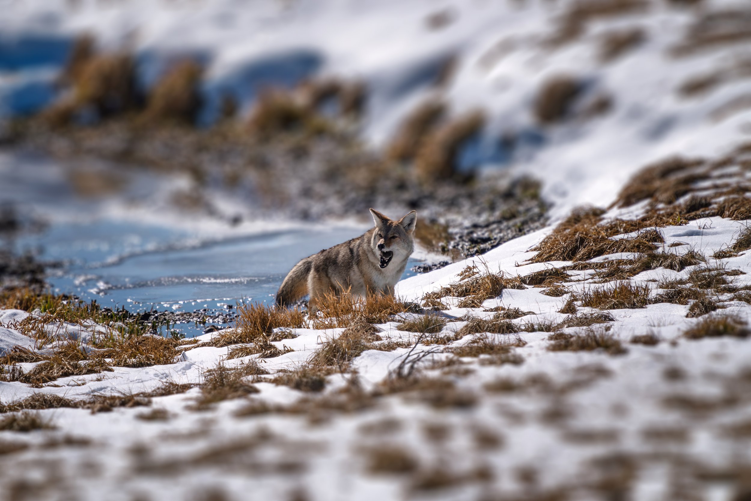 Coyote Snack