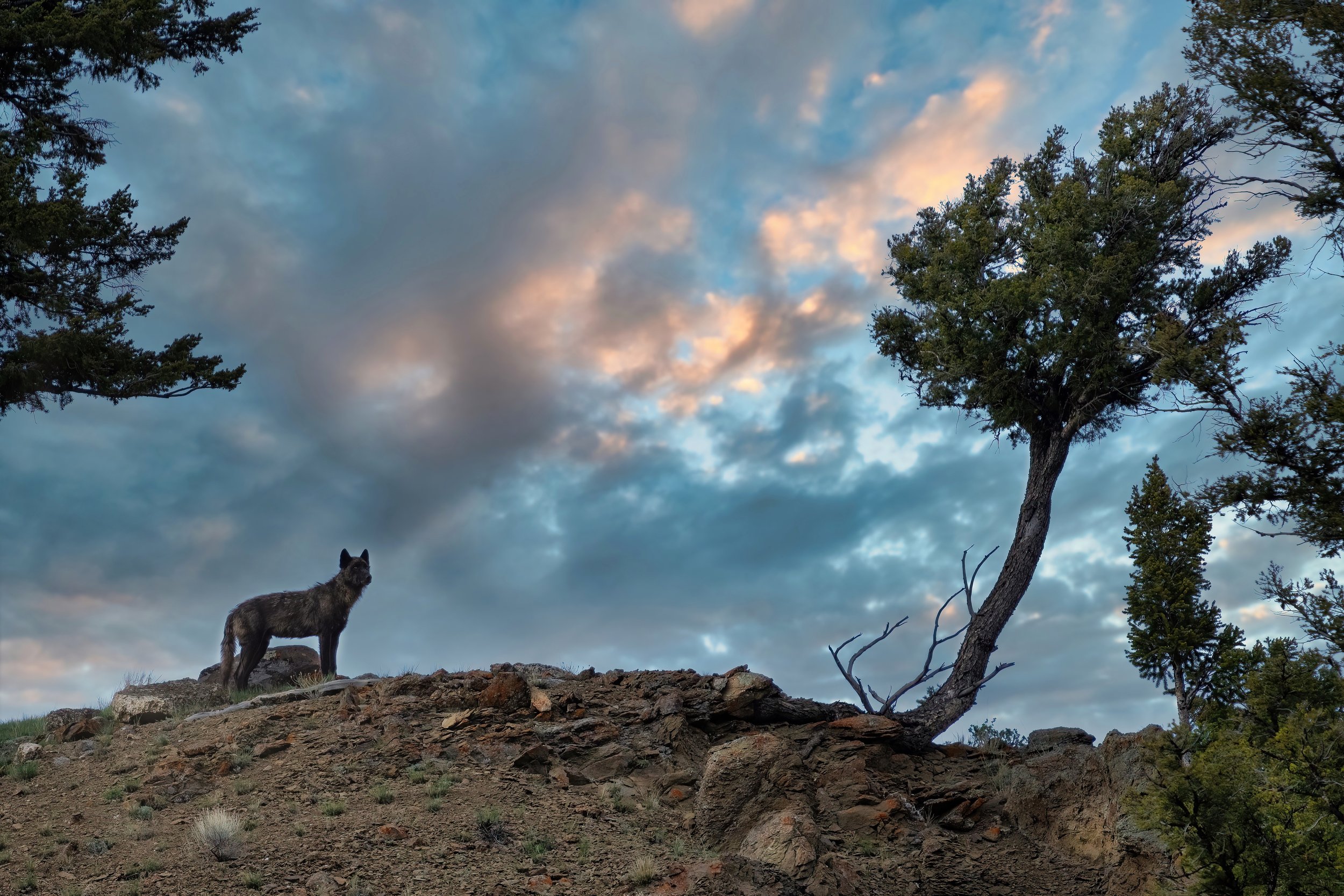 The Lookout