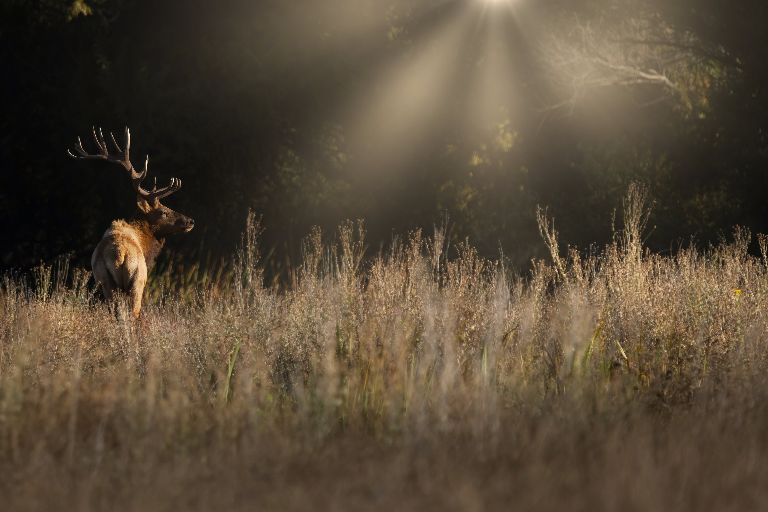 Elk Rays