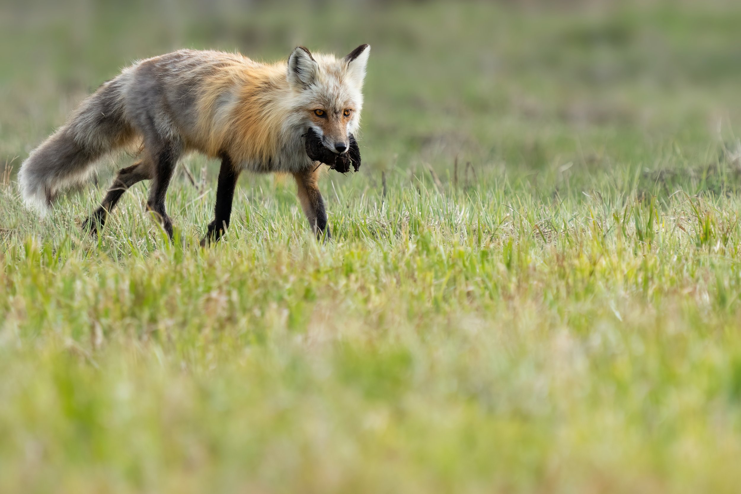 Fox Cache 2