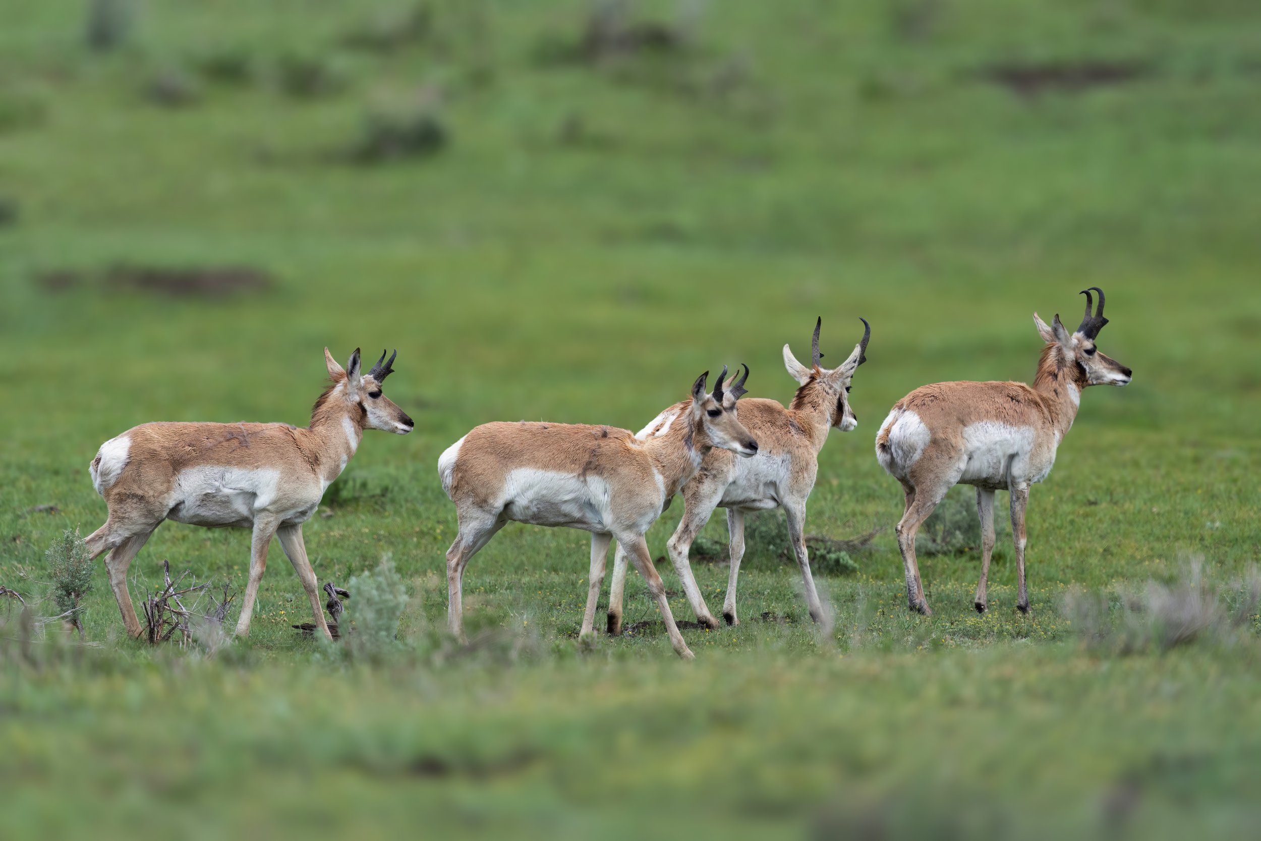 Pronghorn Delight