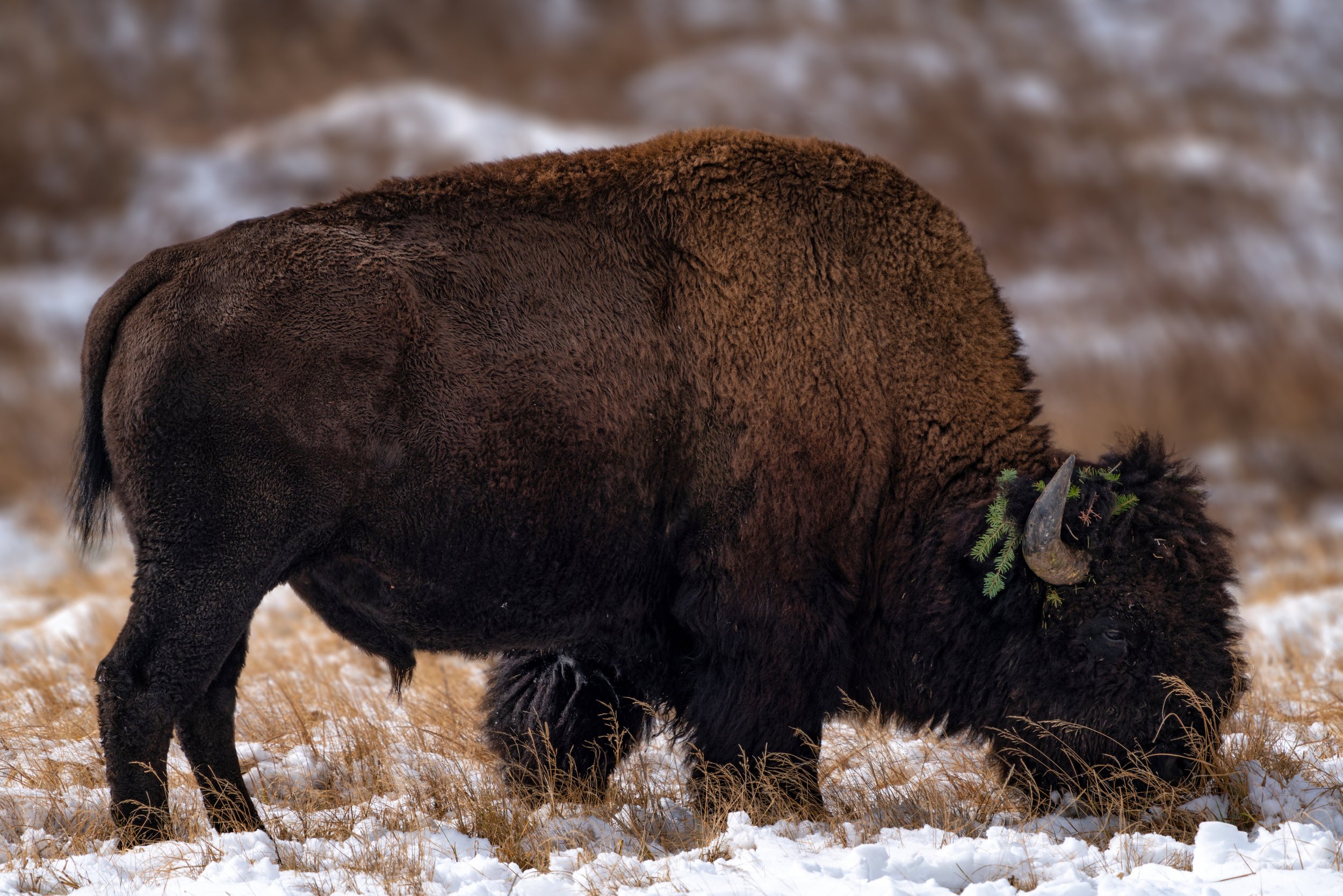 Grazing Bison