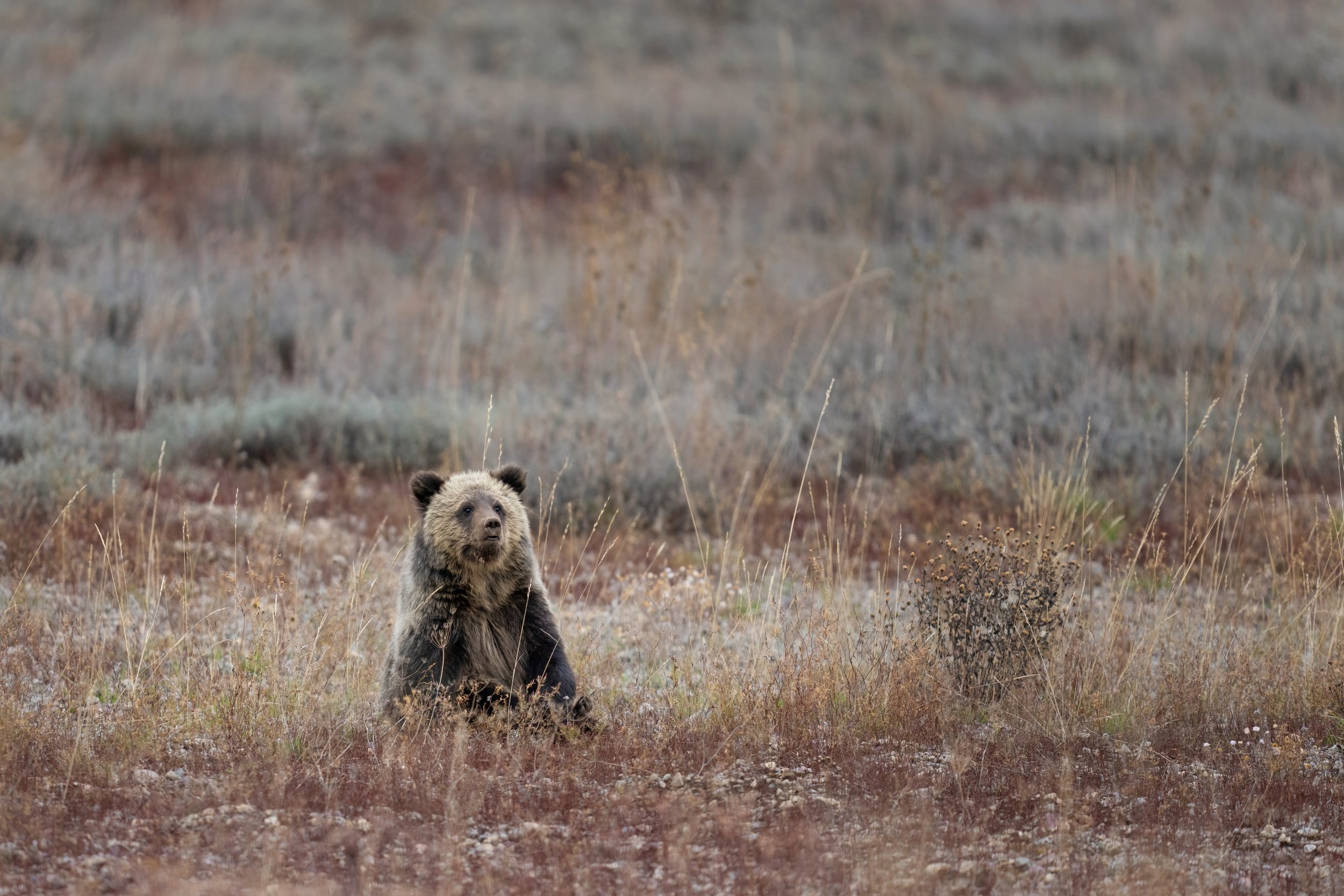 Blondie's Cub
