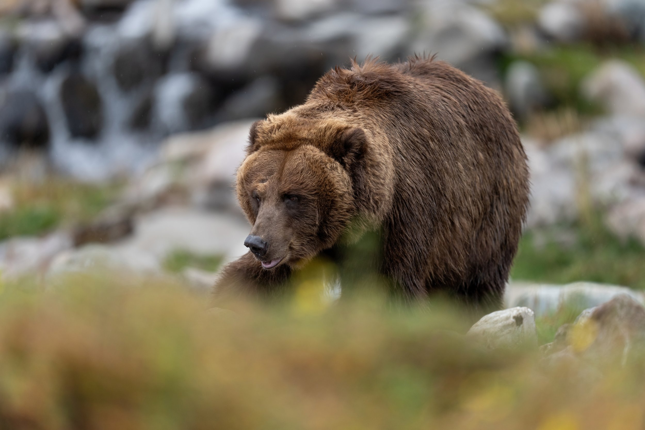 Big Grizz