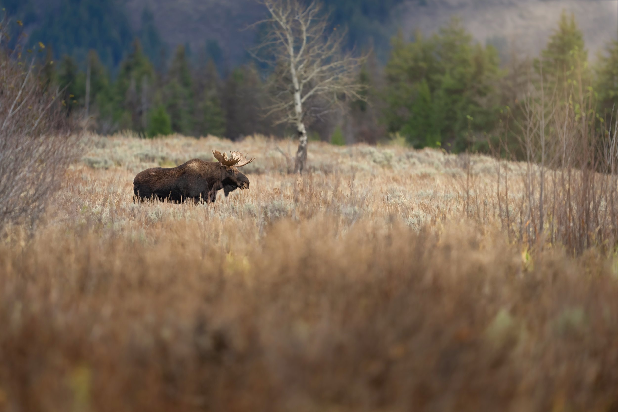 Fall Bull