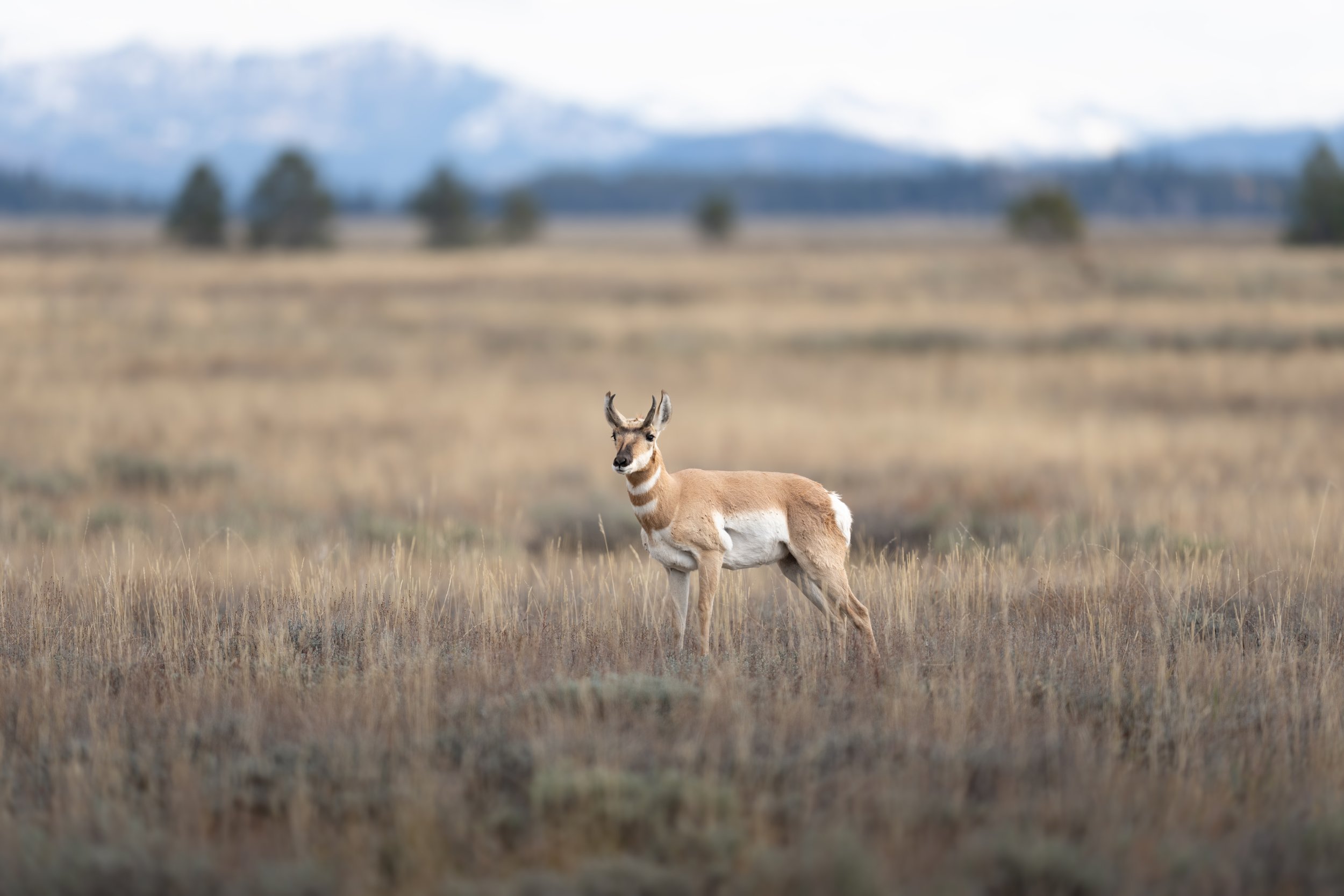 Teton Pronghorn