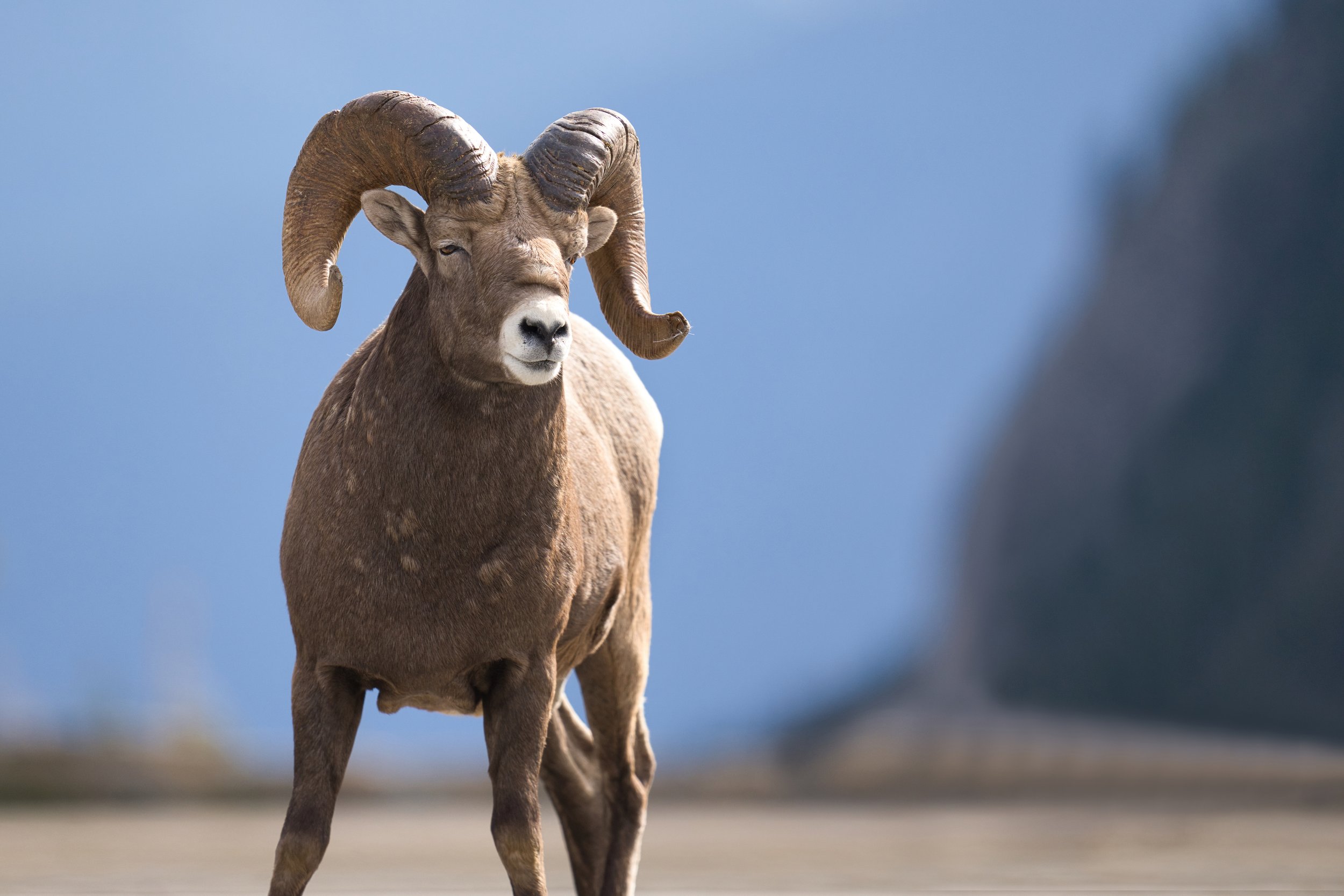 Glacier Ram
