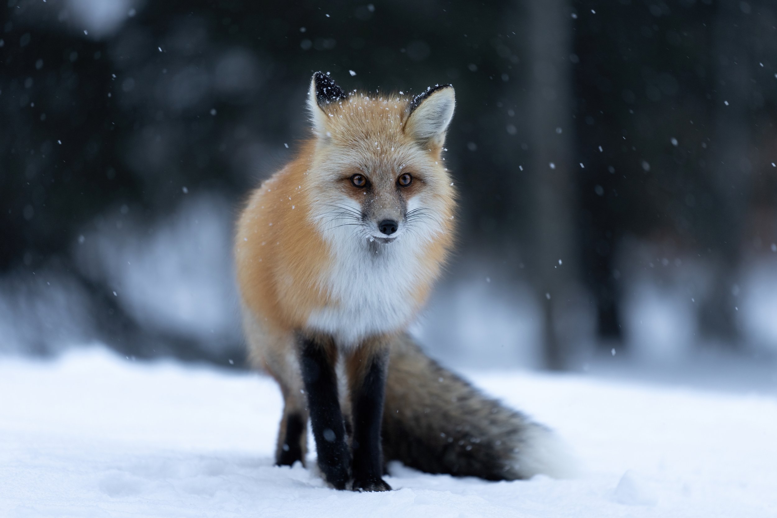 Foxy Mama