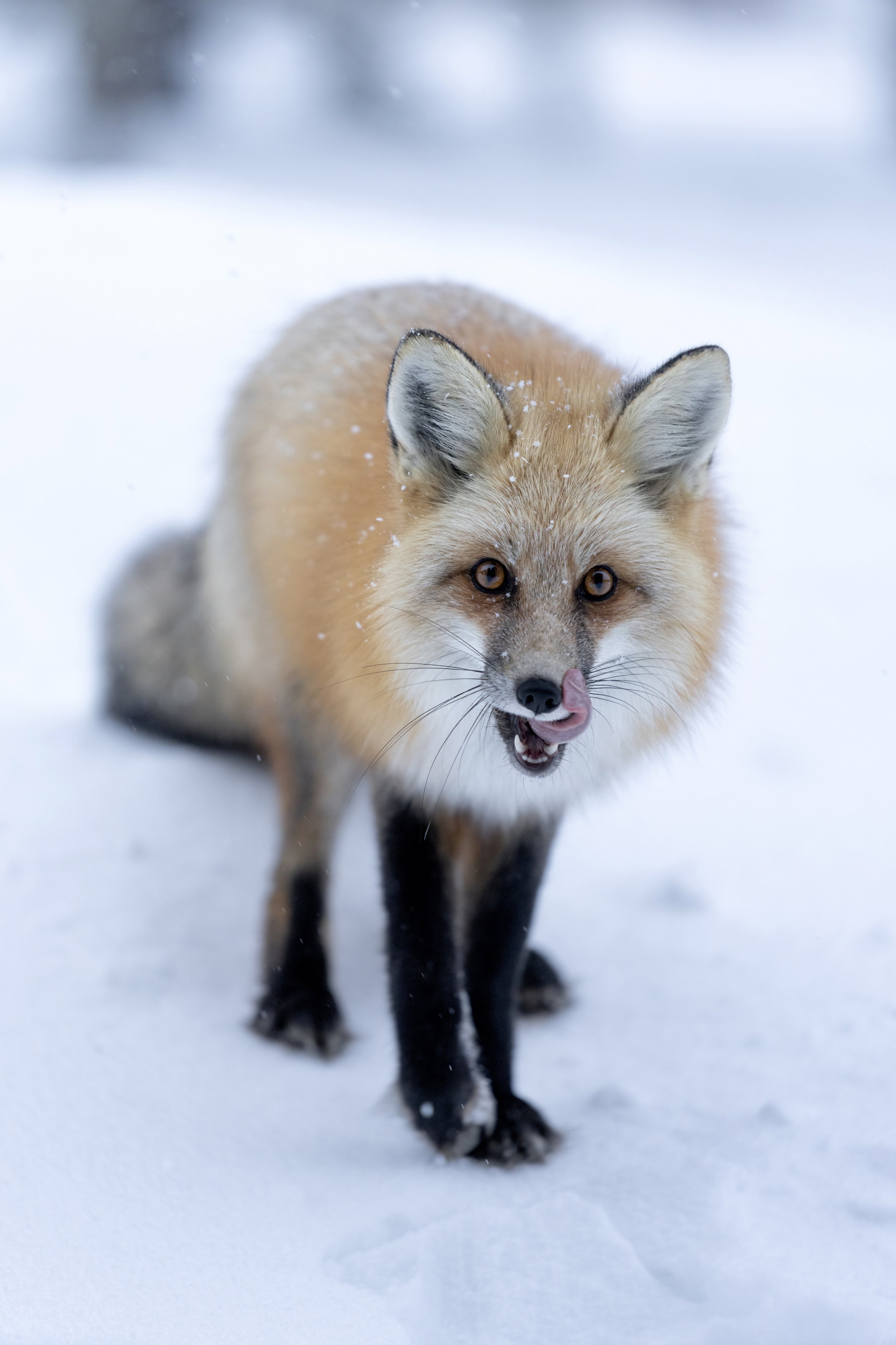 Hungry Fox