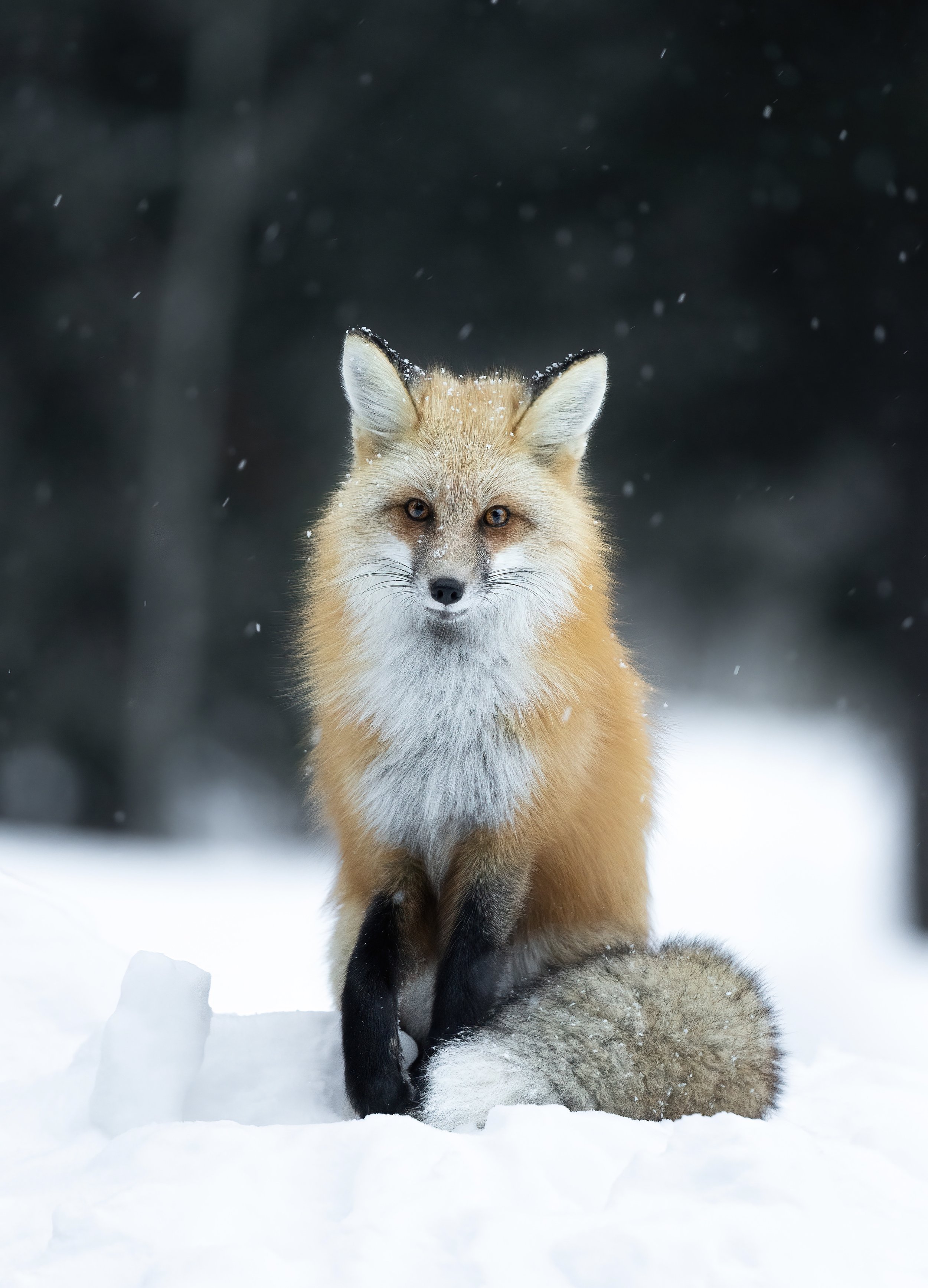 Frozen in Time