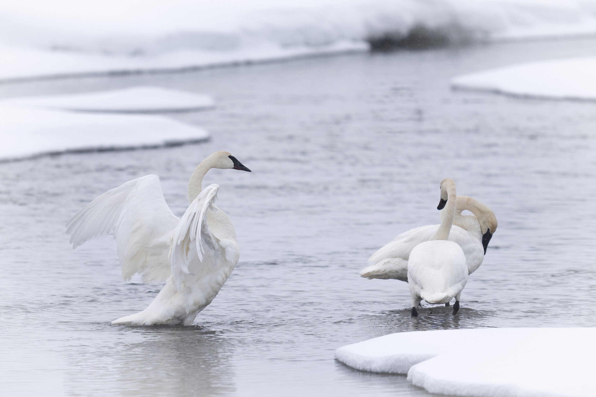 Snow Geese