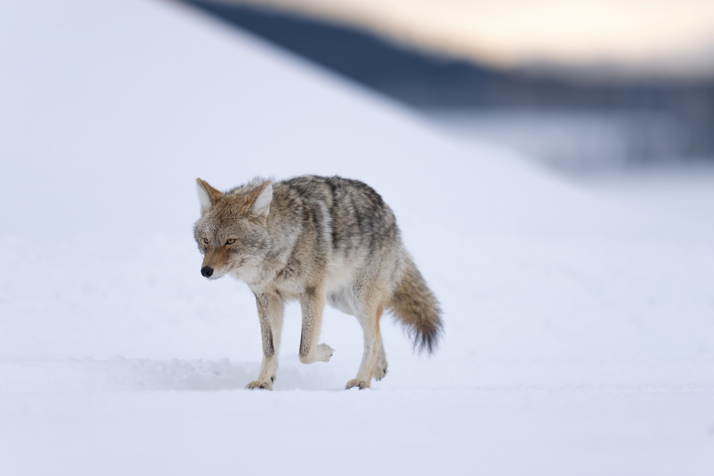 Wiley Coyote
