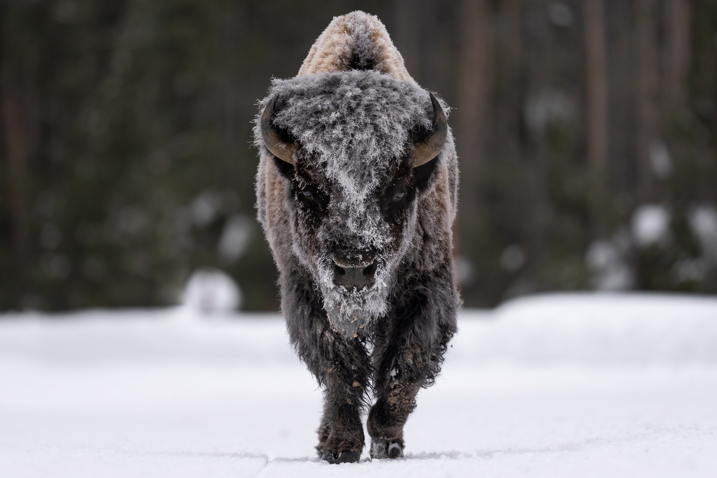 Frosty Bison