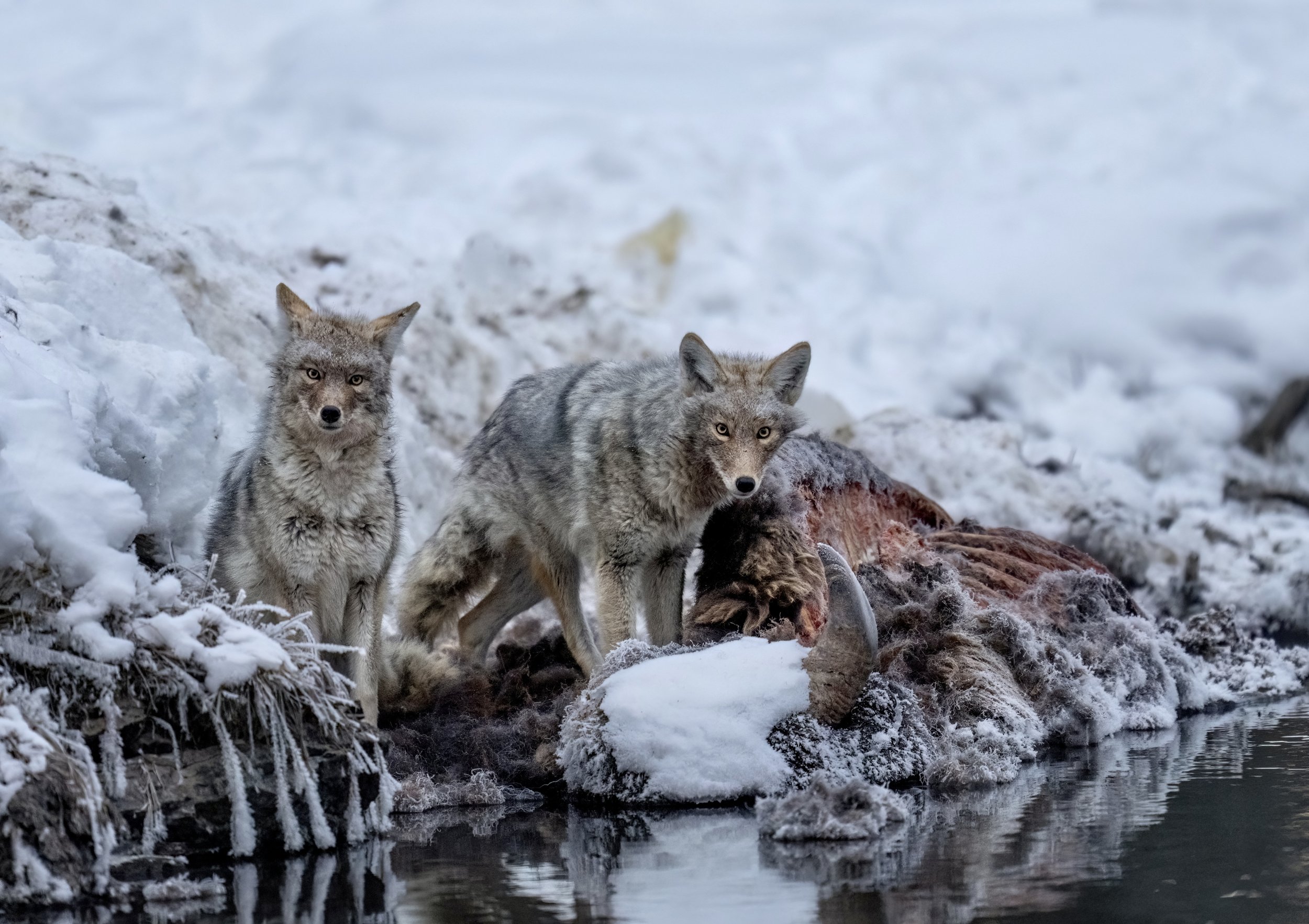 Dinner For Two