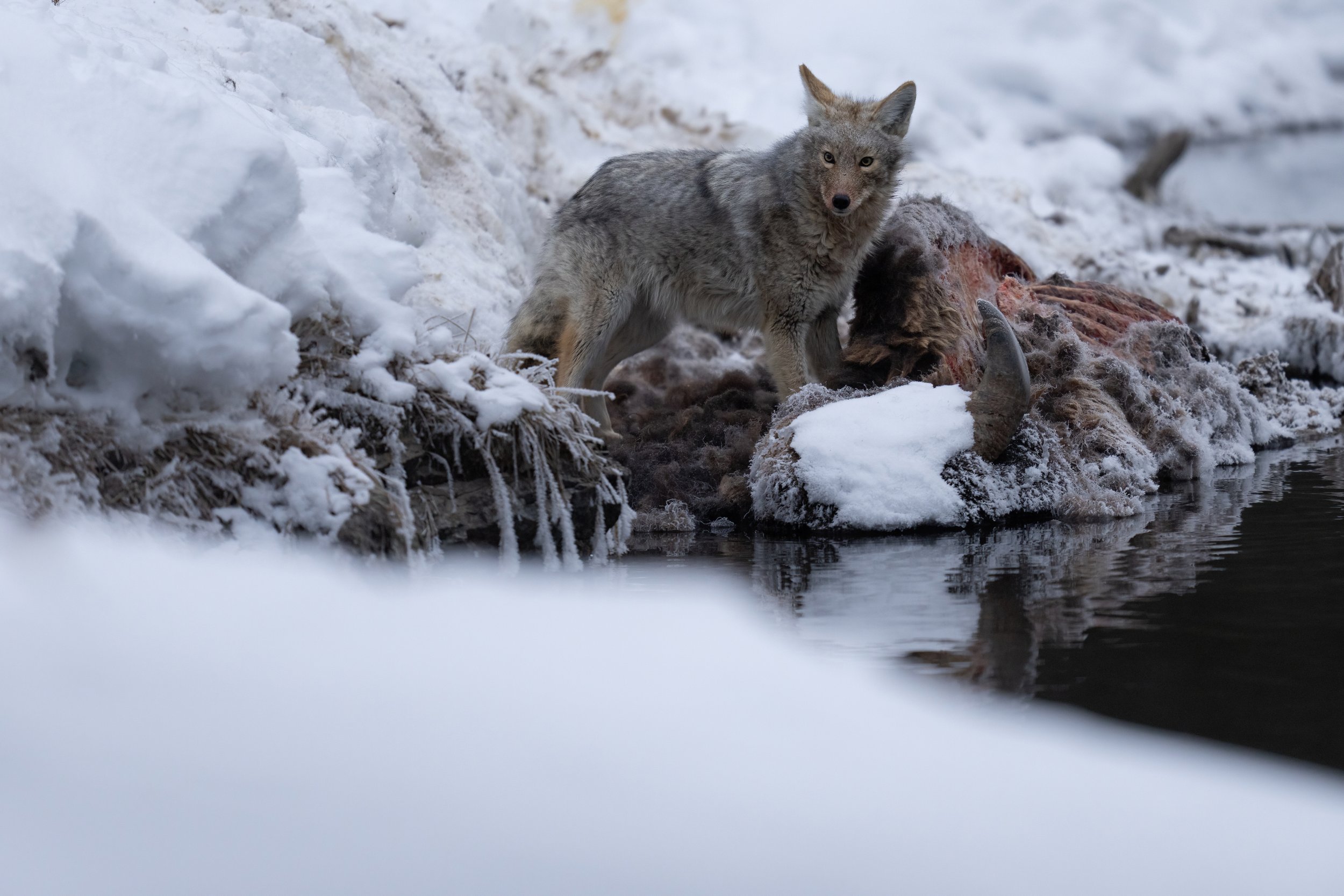Frozen Dinner