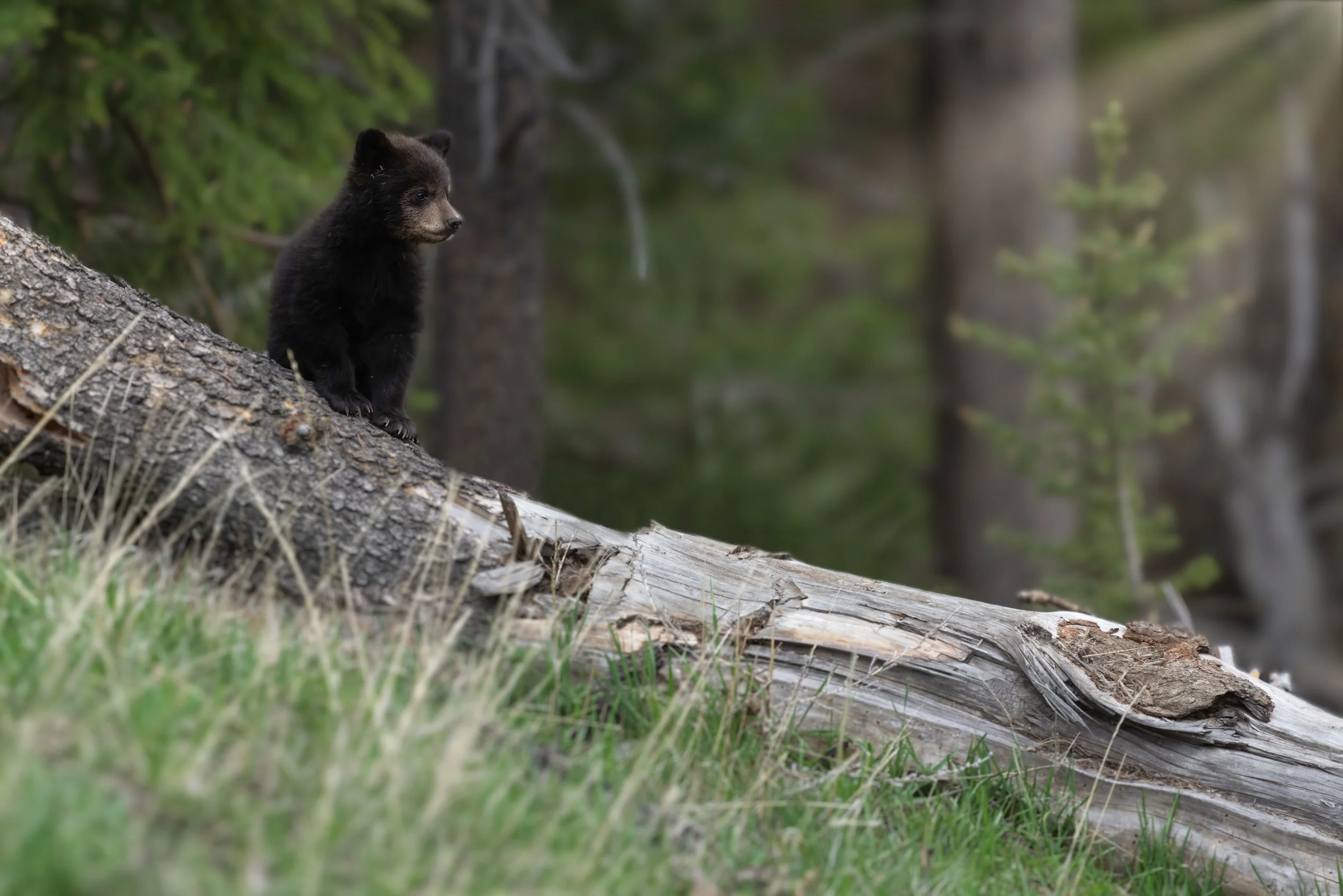 Baby Black Bear.jpeg