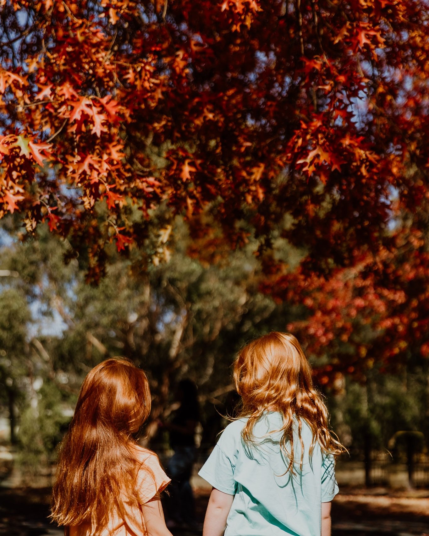 Indian summer, Mt Macedon