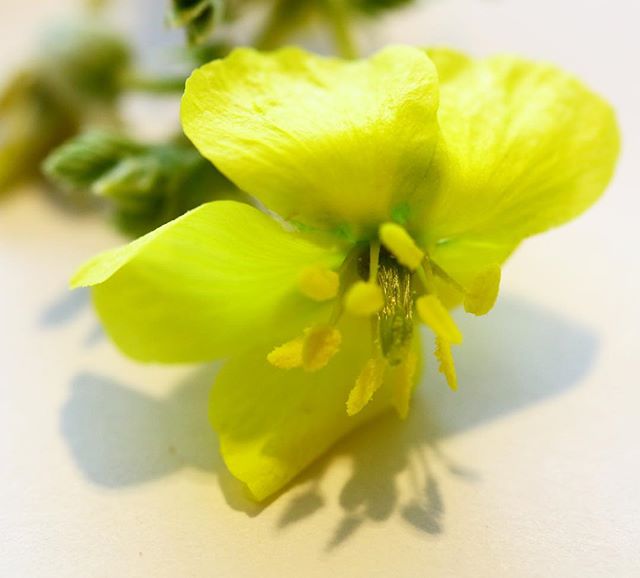 The Inspiration | 
Shersir 
The Shersir have flowers that are solitary, yellow. The plant flowers throughout the year and can be seen in sandy plains and the wadis . 
#NABATA