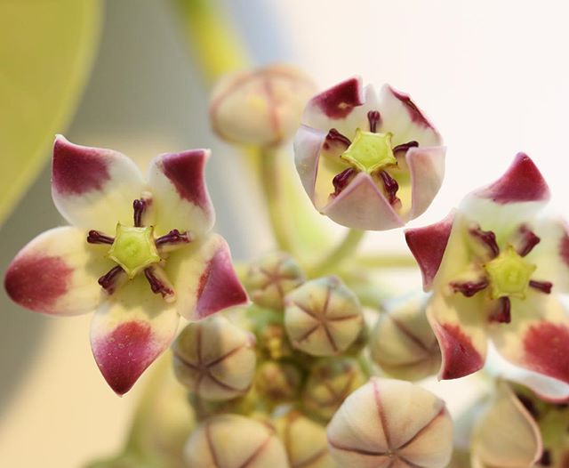 The Inspiration | Alashkar is more a plant than a tree, this evergreen entity has deep historical roots &amp; is found throughout the UAE. It is a poisonous plant with a milky sap that excretes upon breakage.