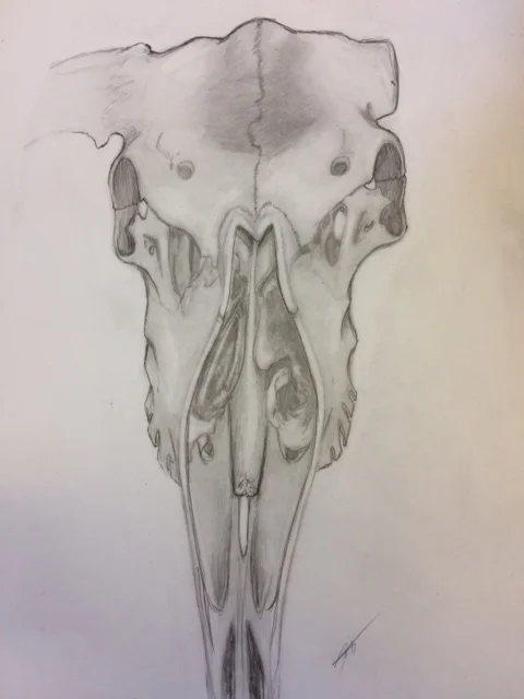 MooseSkullStudy