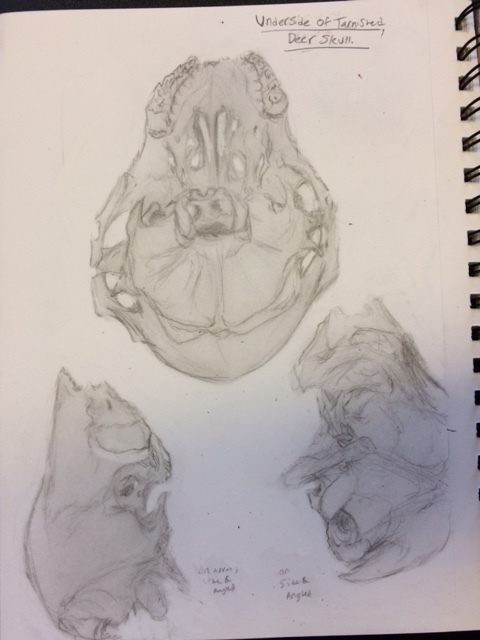 DeerSkullStudy2