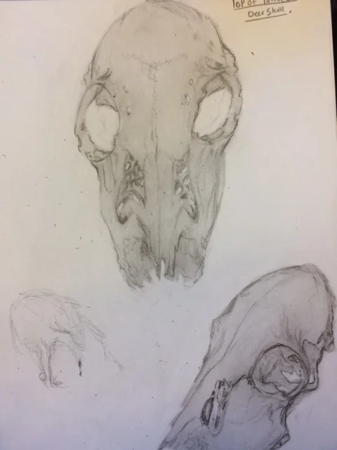 DeerSkullStudy1