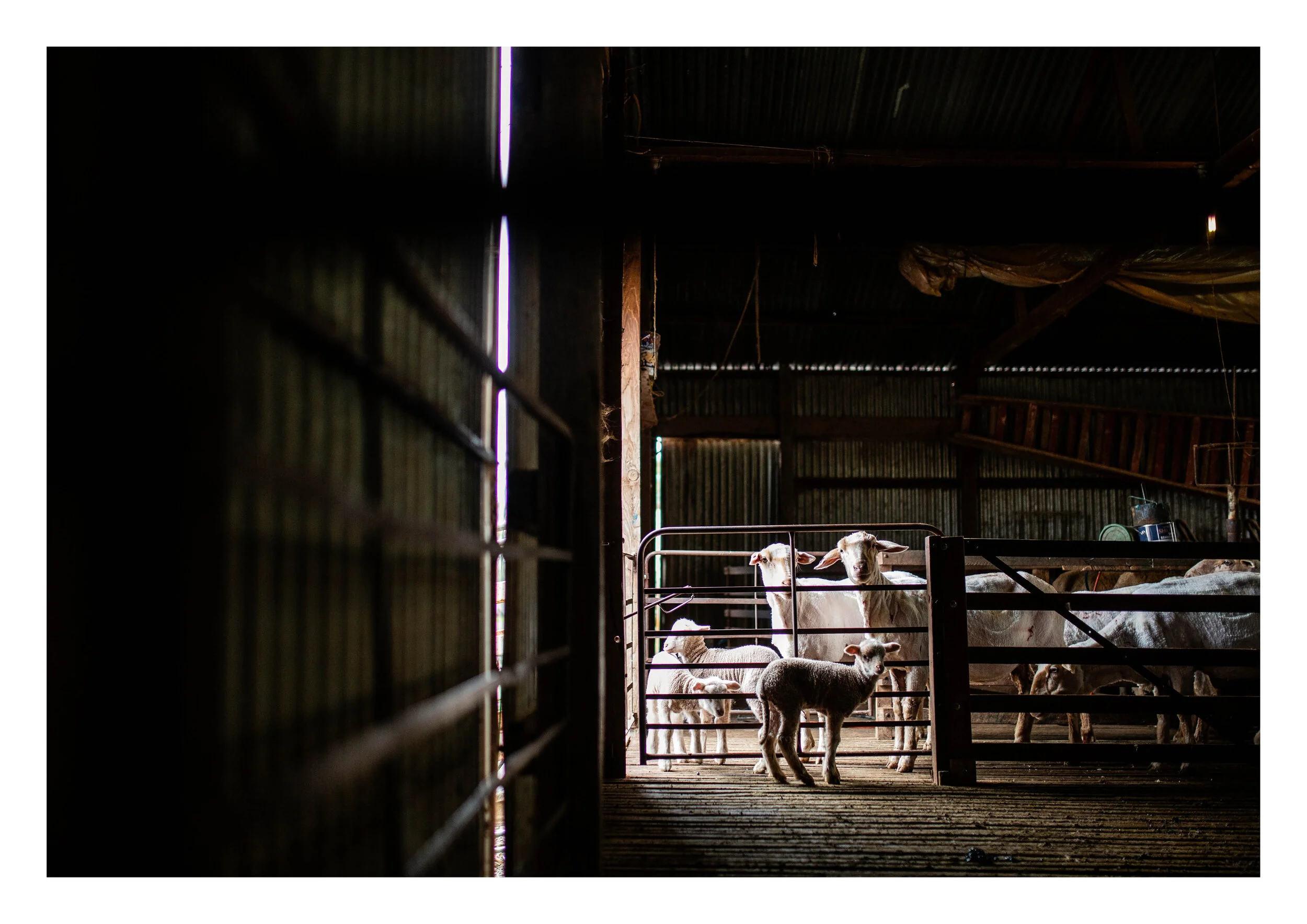 Waiting - Unframed Print